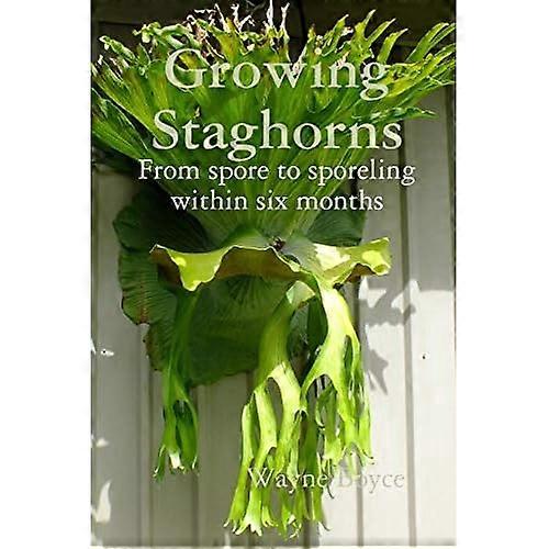 Growing Staghorns from Spore