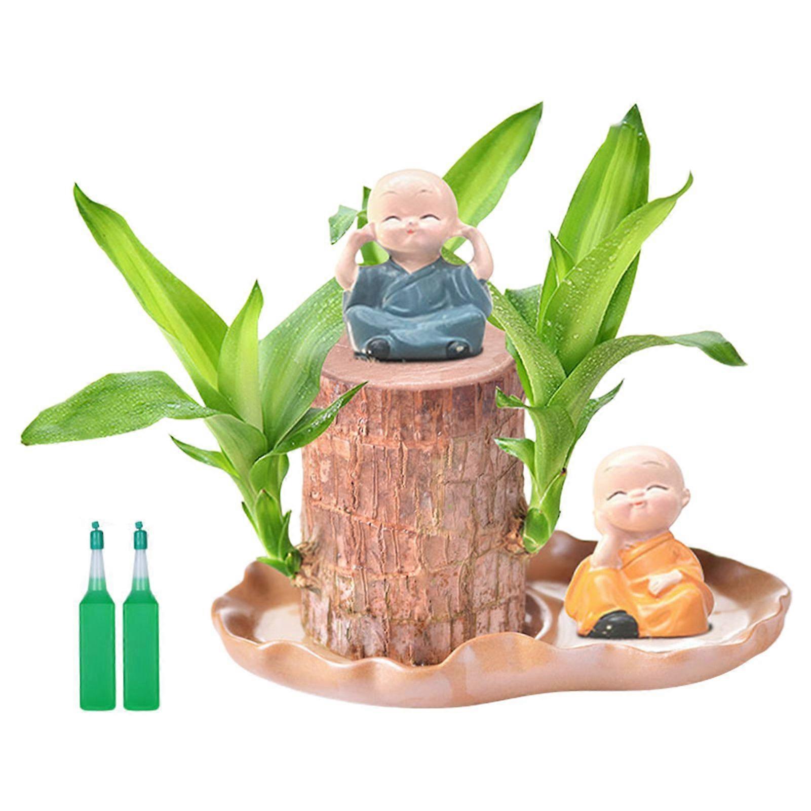 Lucky Brazilian Wood Stump Fast-Growing Mini Tree Good Fortune Decoration Air Purifying Plant Desktop Ornament