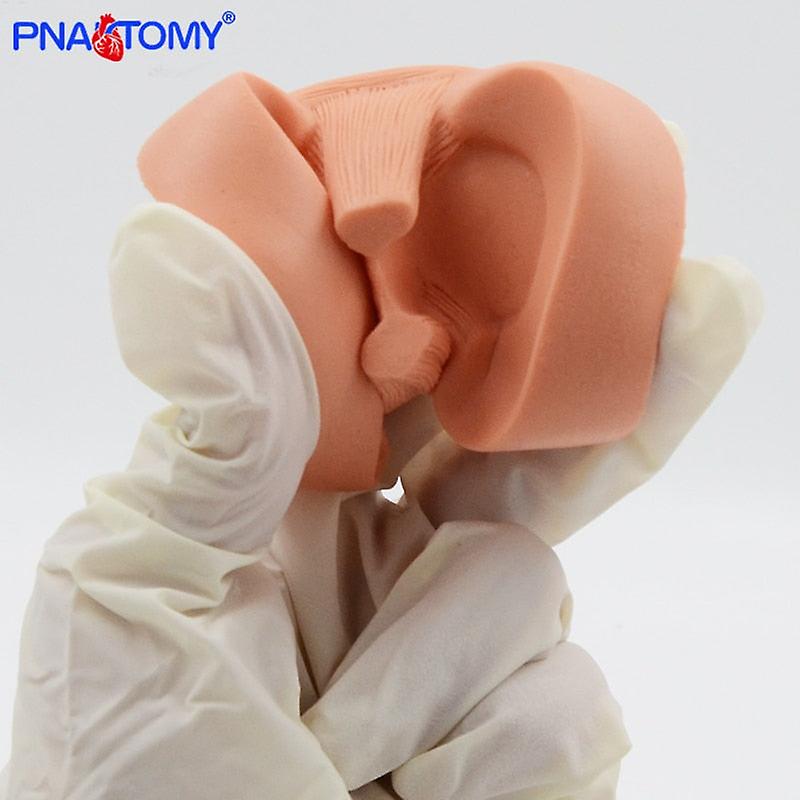 מודל תפר מניסקוס גודל טבעי אנושי דמילון מניסקי כלי הוראה למדעי הרפואה מודל אנטומי ציוד חינוכי