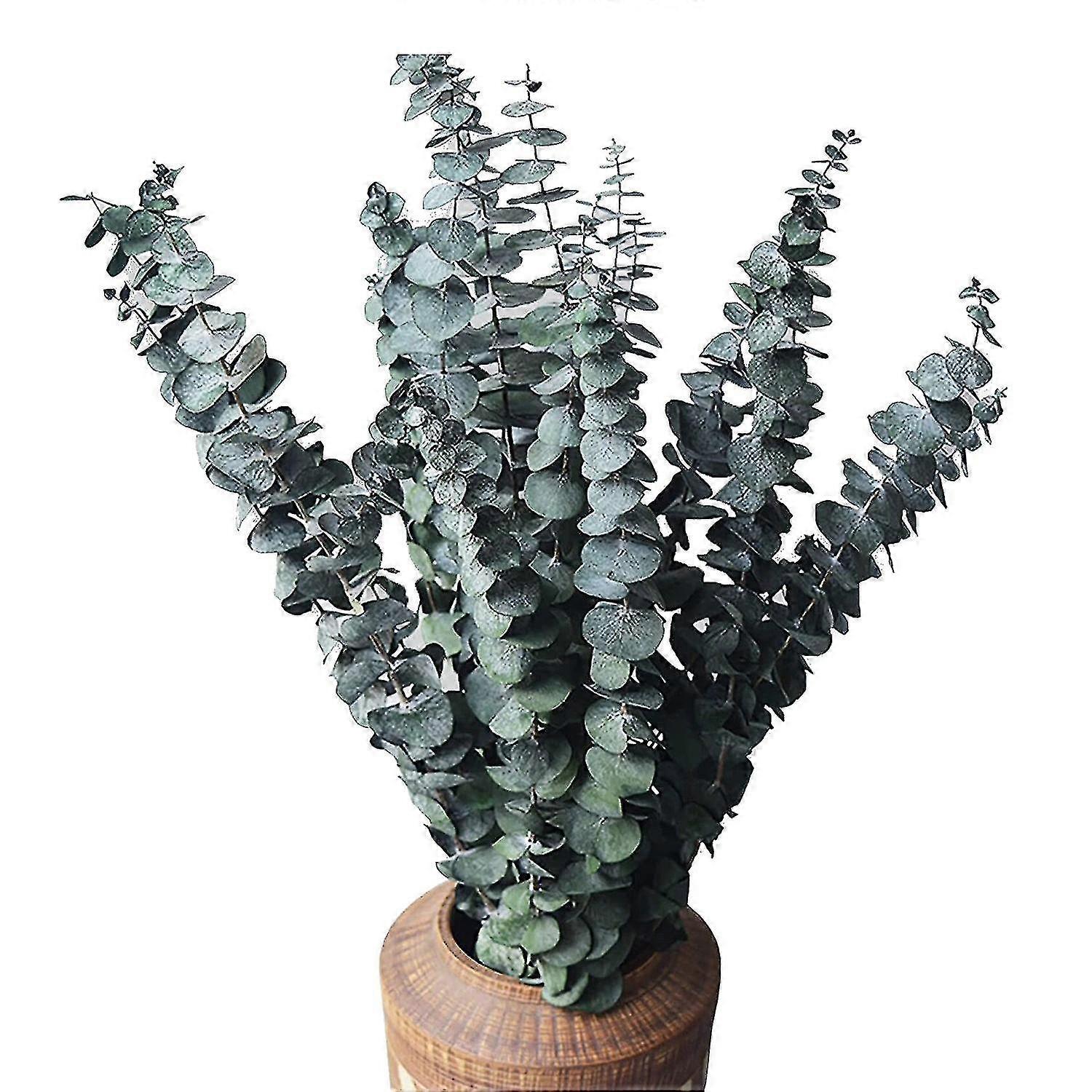 10 paquets d’eucalyptus séché naturel, eucalyptus frais conservé