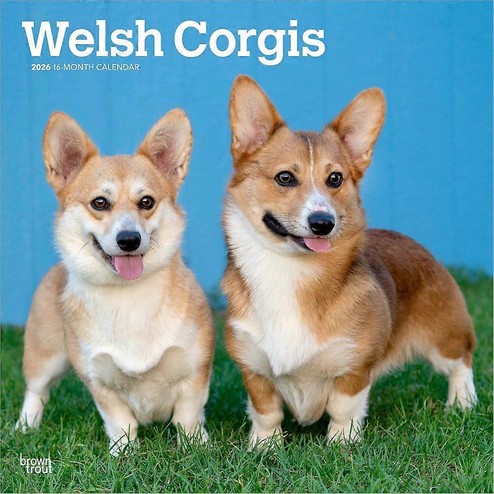 Browntrout Welsh Corgi Calendar 2026