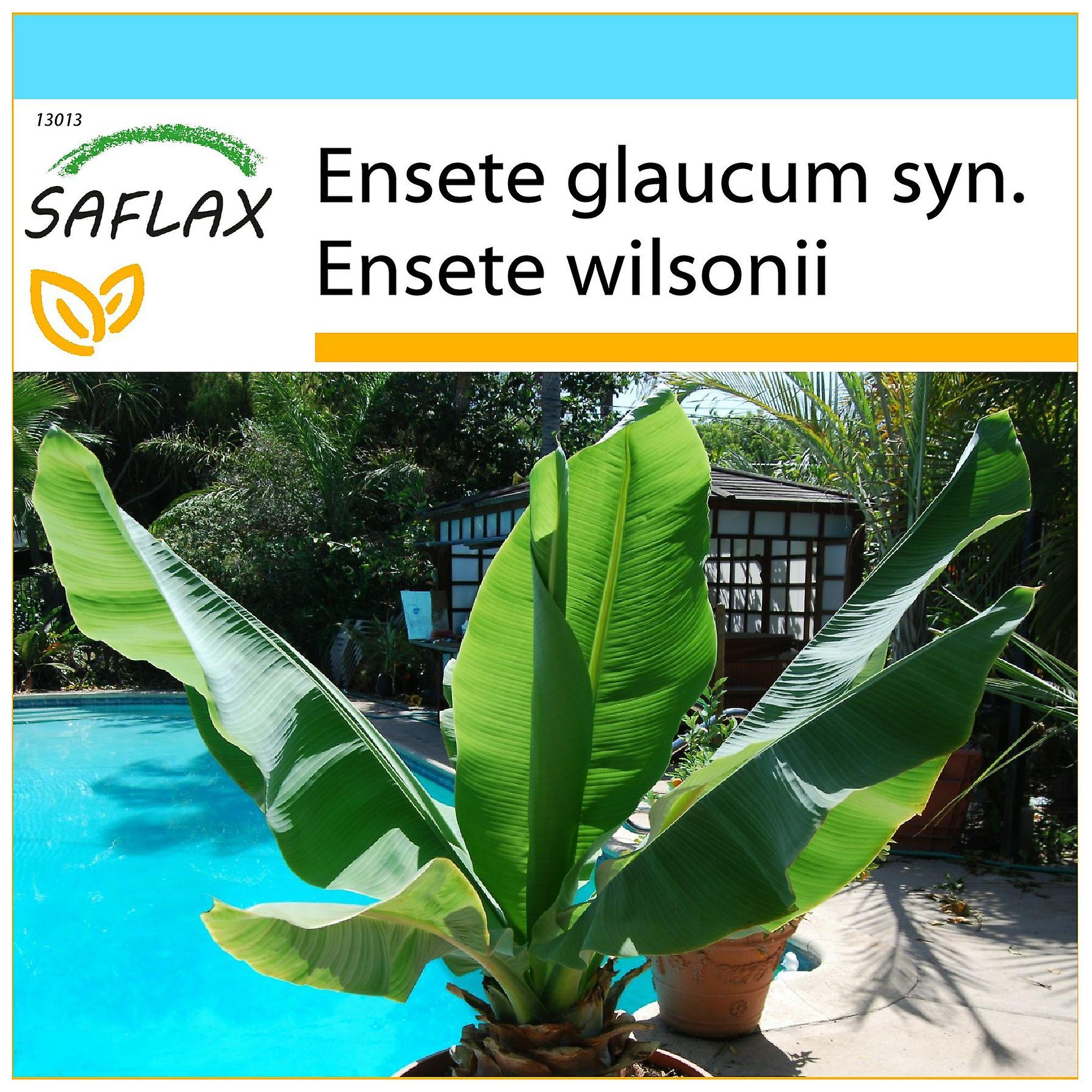 Saflax - Set cadou - 10 semințe - Snow Banana - Bananier des neiges - Grande banano delle nevi - Falso plátano - Große Schneebanane