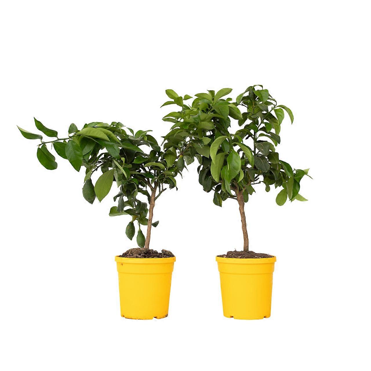 Zitronenbaum - 2 Stk. - Citrus limon - Höhe 60-70cm - ⌀19cm