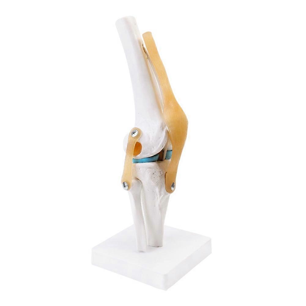 Anatomical Medical Knee Joint with Ligaments Model,Life Size