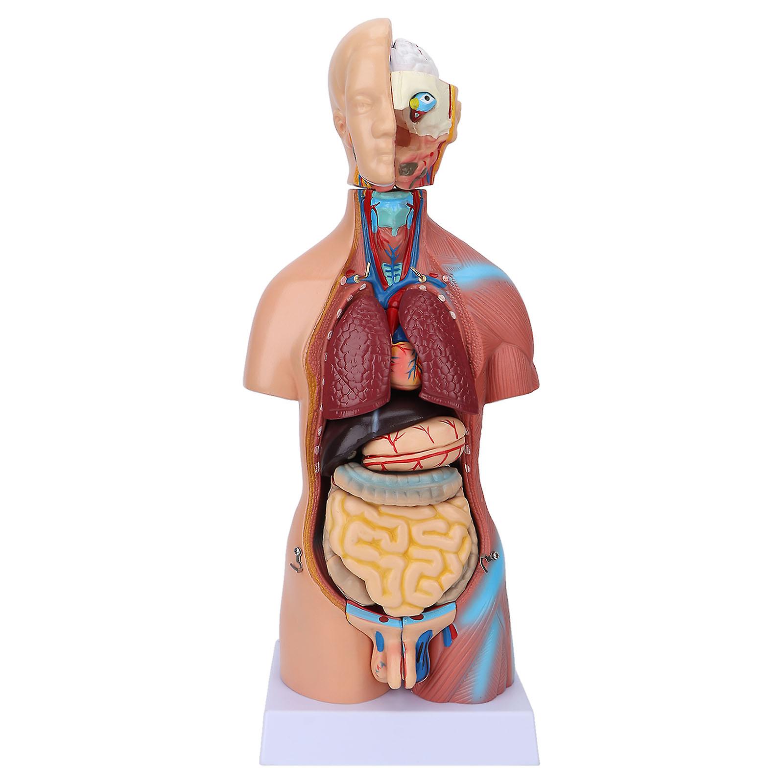 Human Torso Model, Educational, Brain Anatomy, Removable