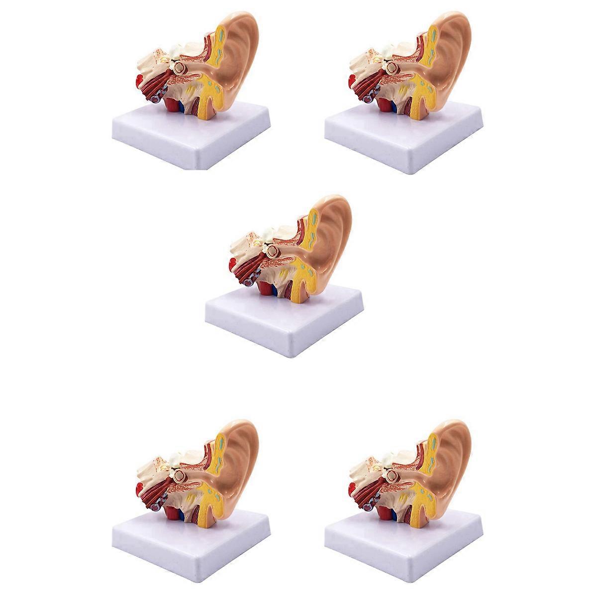 Professional Desktop Inner Ear Structure Simulation Model