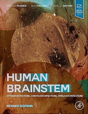 Human Brainstem