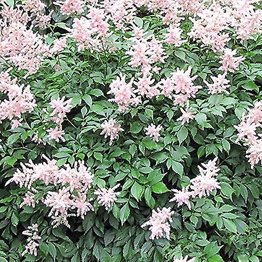 Astilbe Perzikbloesem. Valse Spiraea.