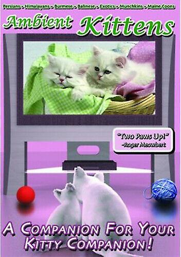 Ambient Kittens DVD (2008) cert E - Region 2