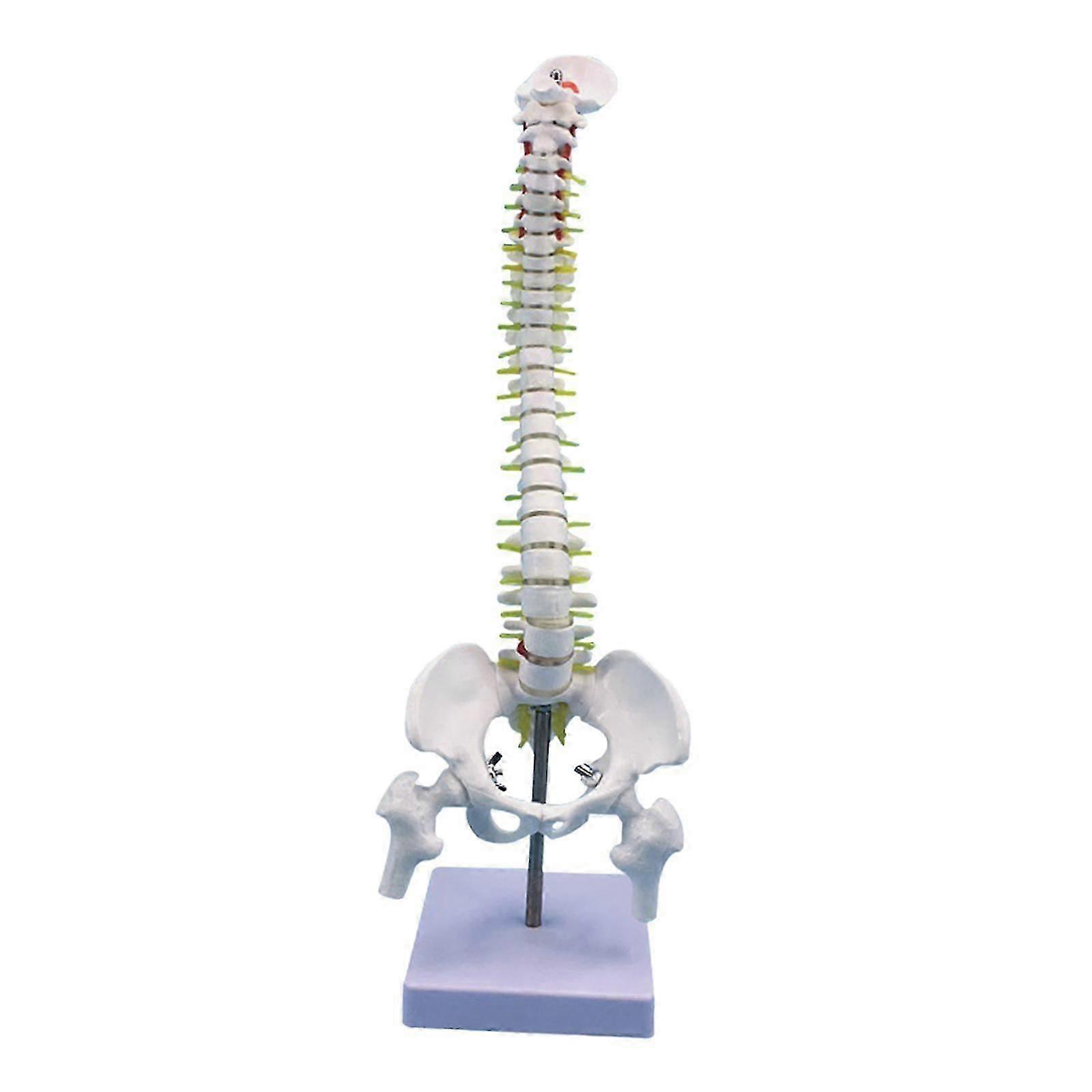 Human Spine Model Flexible Skeleton with Pelvis with Display Stand Vertebral Column Model 45cm for Science Study Teaching