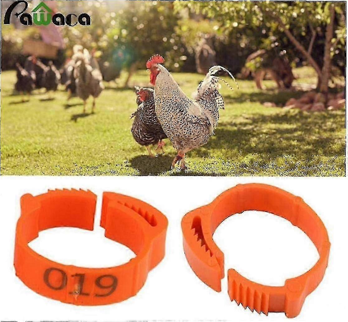 100pcs Pollame Pollo Forniture Arancione Regolabile Dimensione Pollo Anello Gamba Tag Fibbia