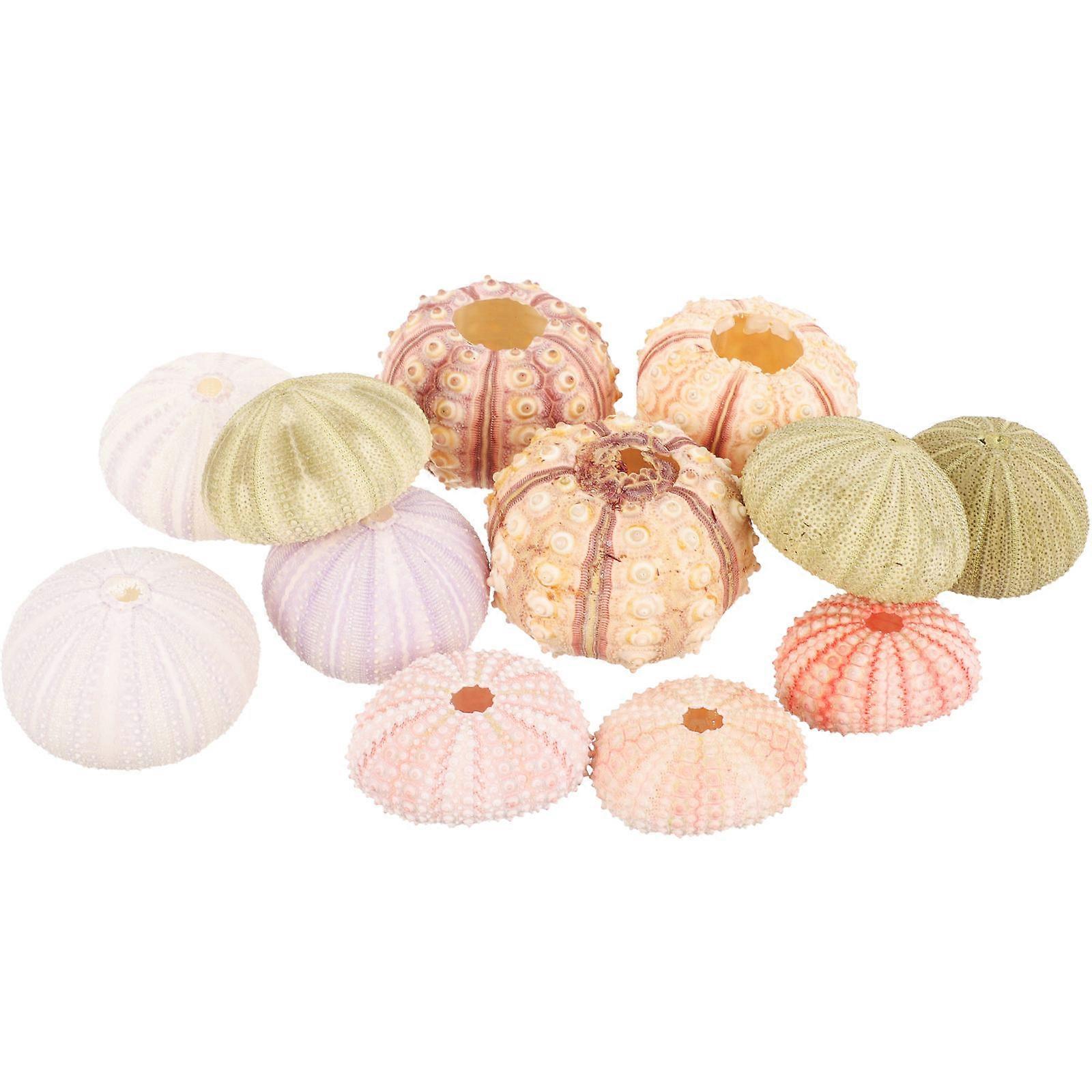 Seashell Flower Pot 12Pcs Natural Sea Shell Craft Accessory Home Decor For Tabletop And Bookshelf Decoration