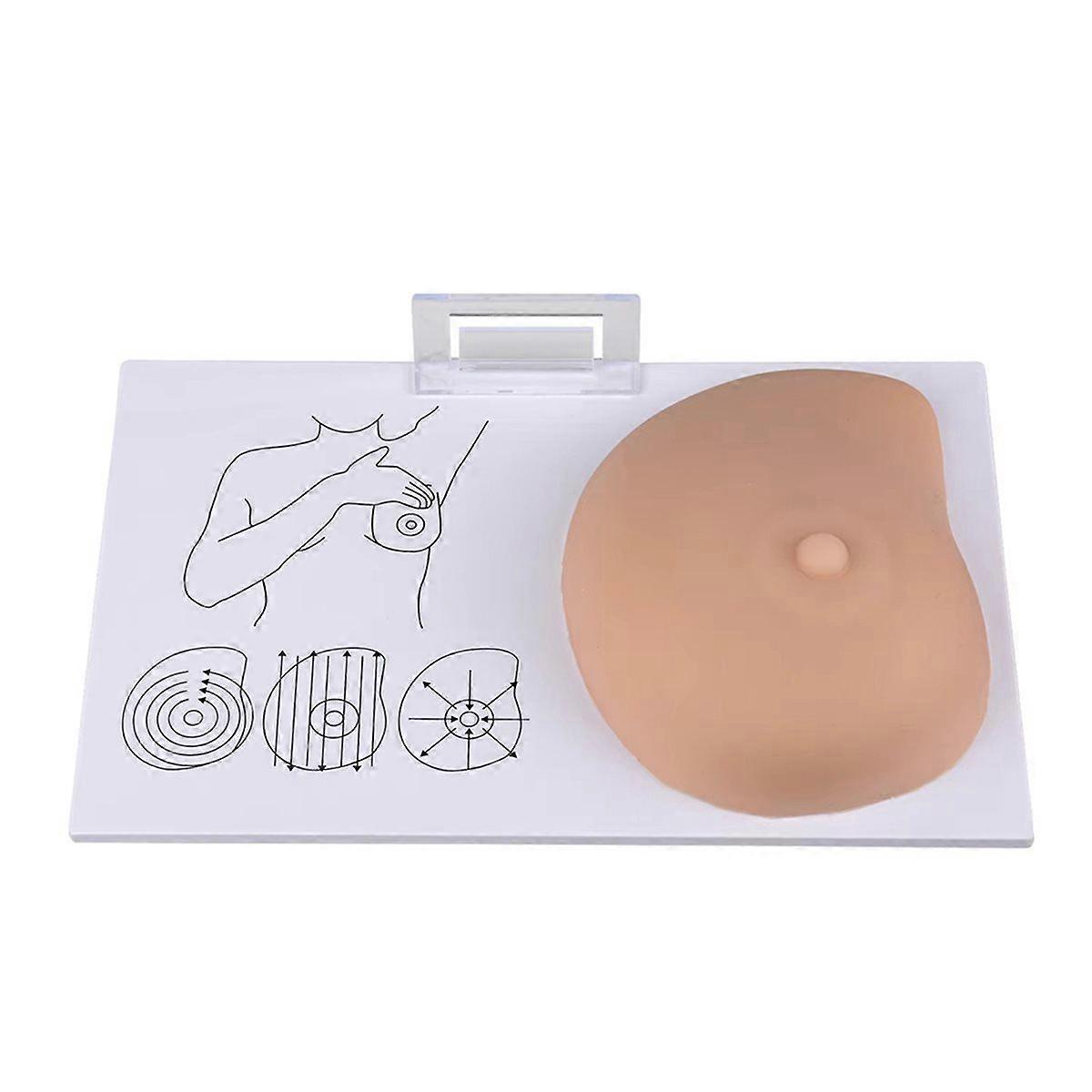 Teaching Breast Human Pathological Anatomy Breast Self Exam Model Irregular Masses Pathological Examination Model