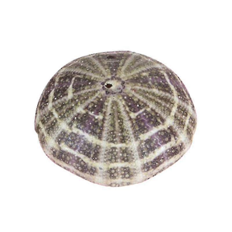 Sea Urchin Shell - High Durability Exquisite Shape Eye-catching Seashell Conch Ornament DIY Home Dec