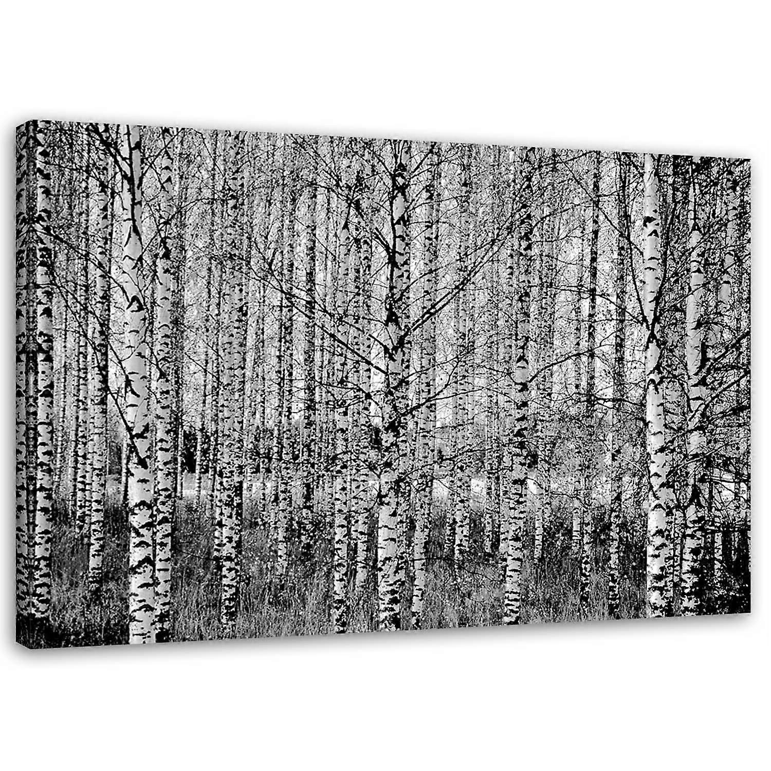 Lienzo, Bosque de abedules blanco y negro - 120x80