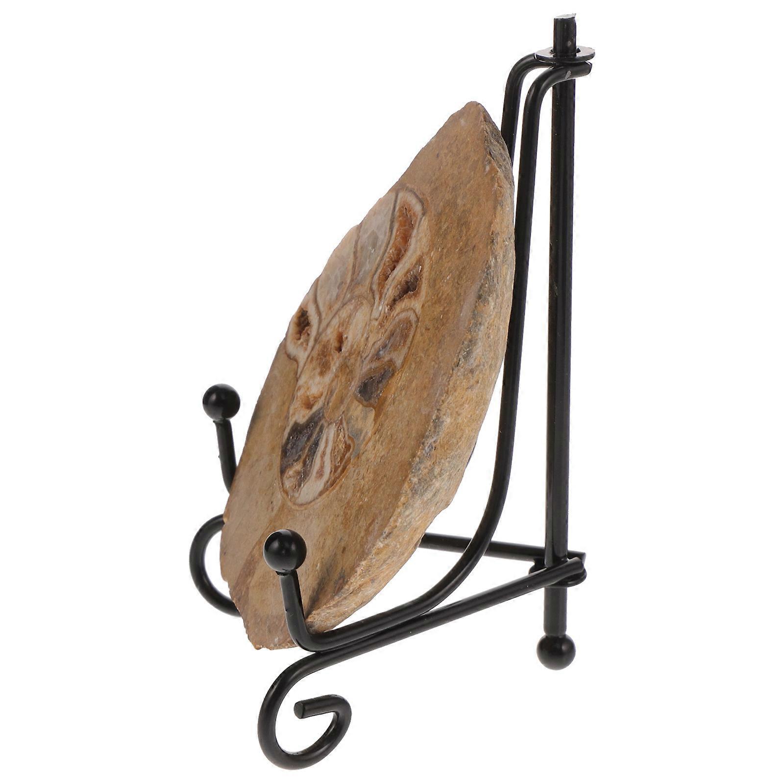 Ammonite Specimen Model for Decoration 5Pcs Table Ornament