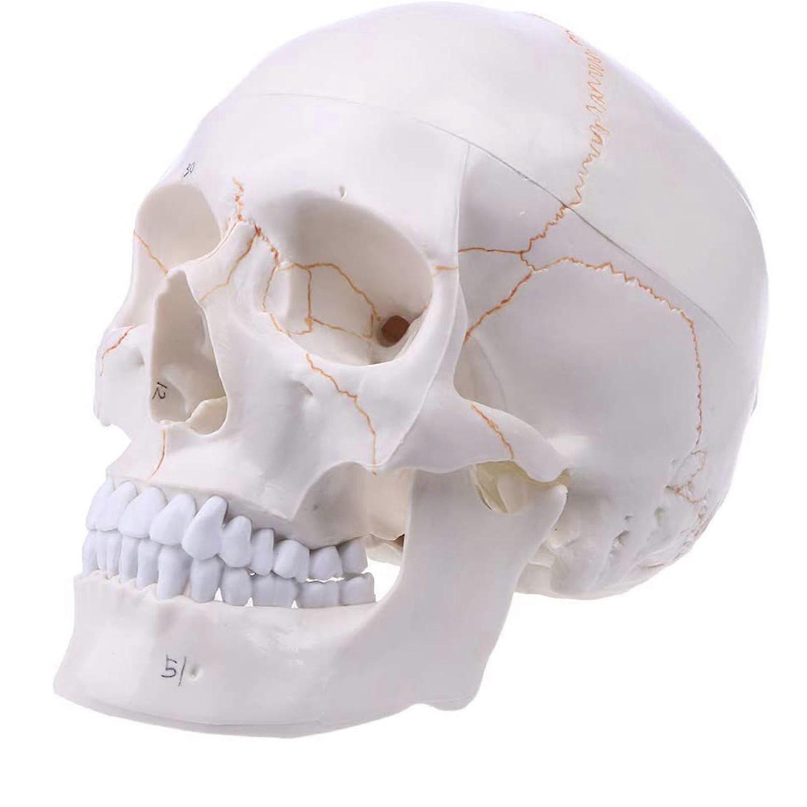 Medical simulation skull human skull model