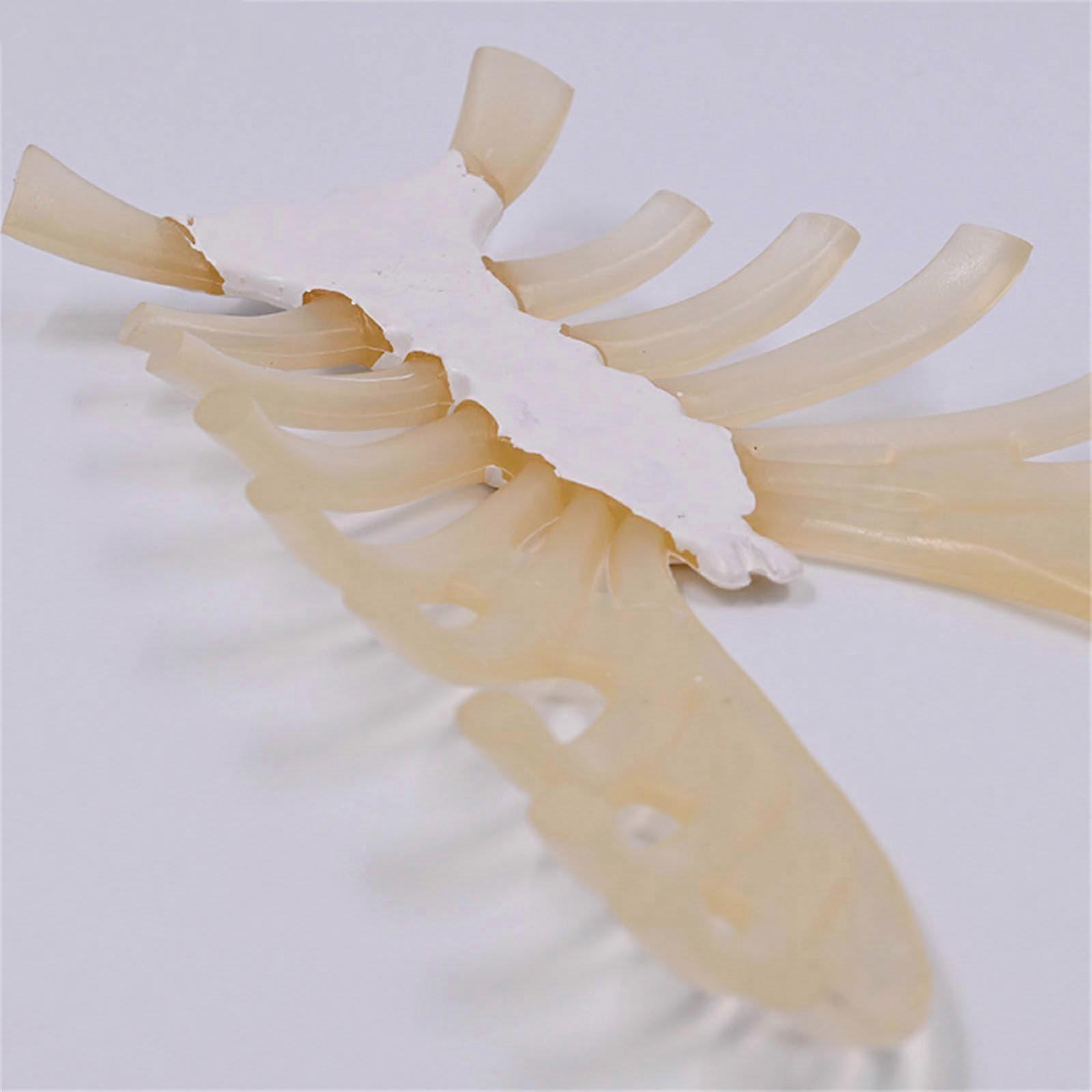 1:1 Human Skeleton Model for Lab School Human Sternum Model Human ...