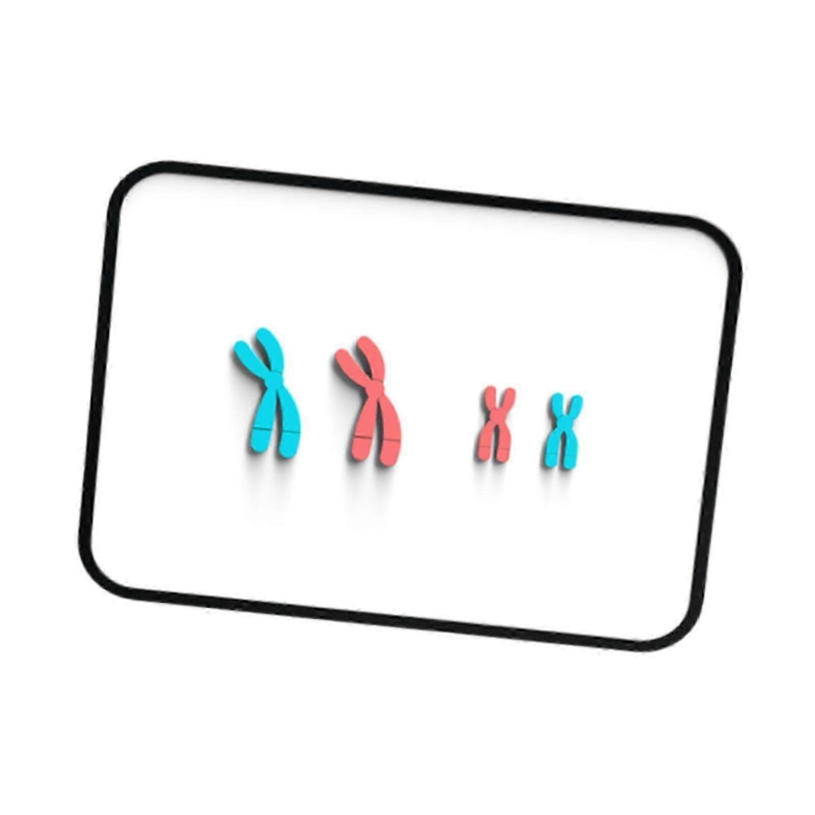 Meiosis Chromosome Changes Model Materials Teaching Instruments for Teachers