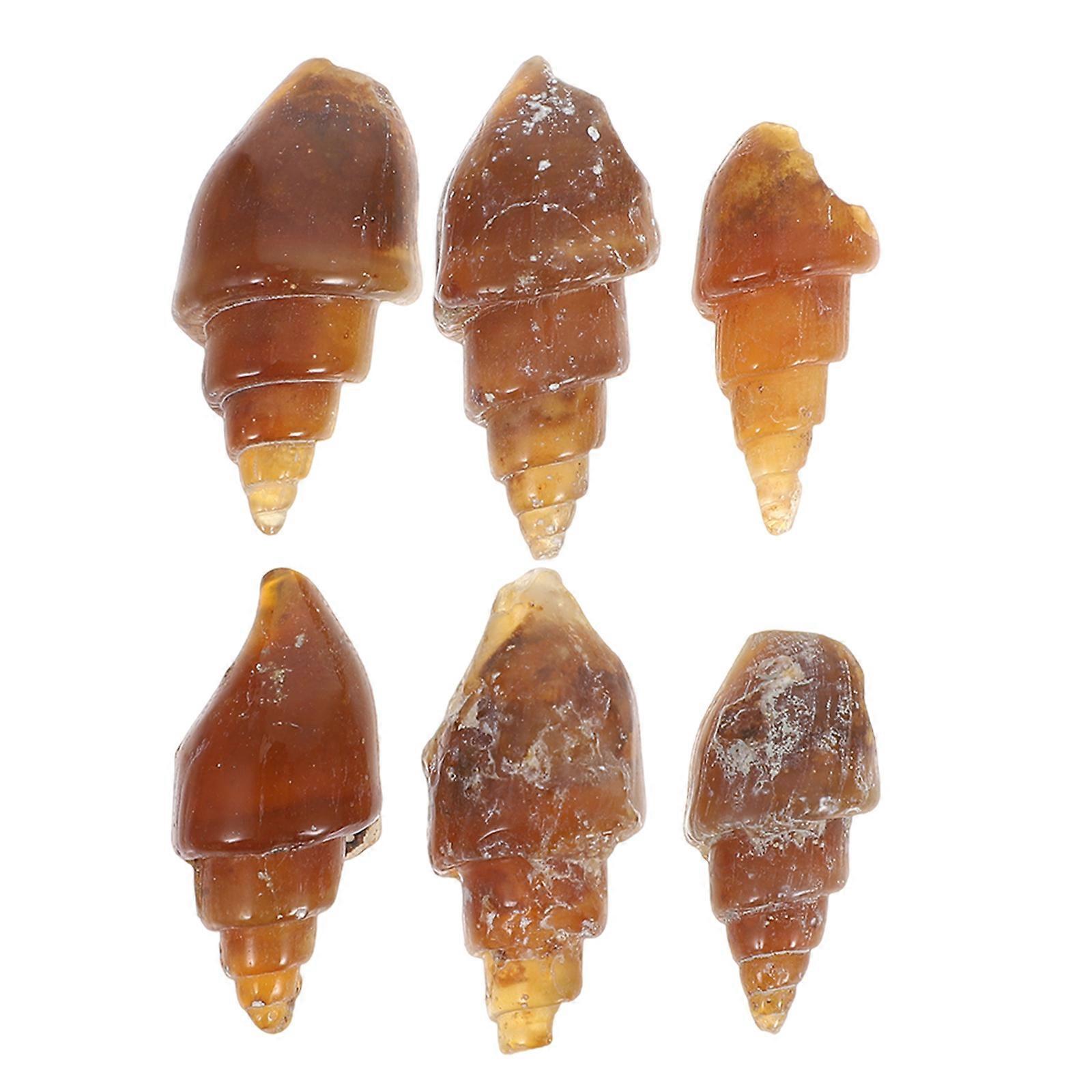 Agate Snail Conch Specimen for Education 30Pcs Rare Ancient Gastropod Collection
