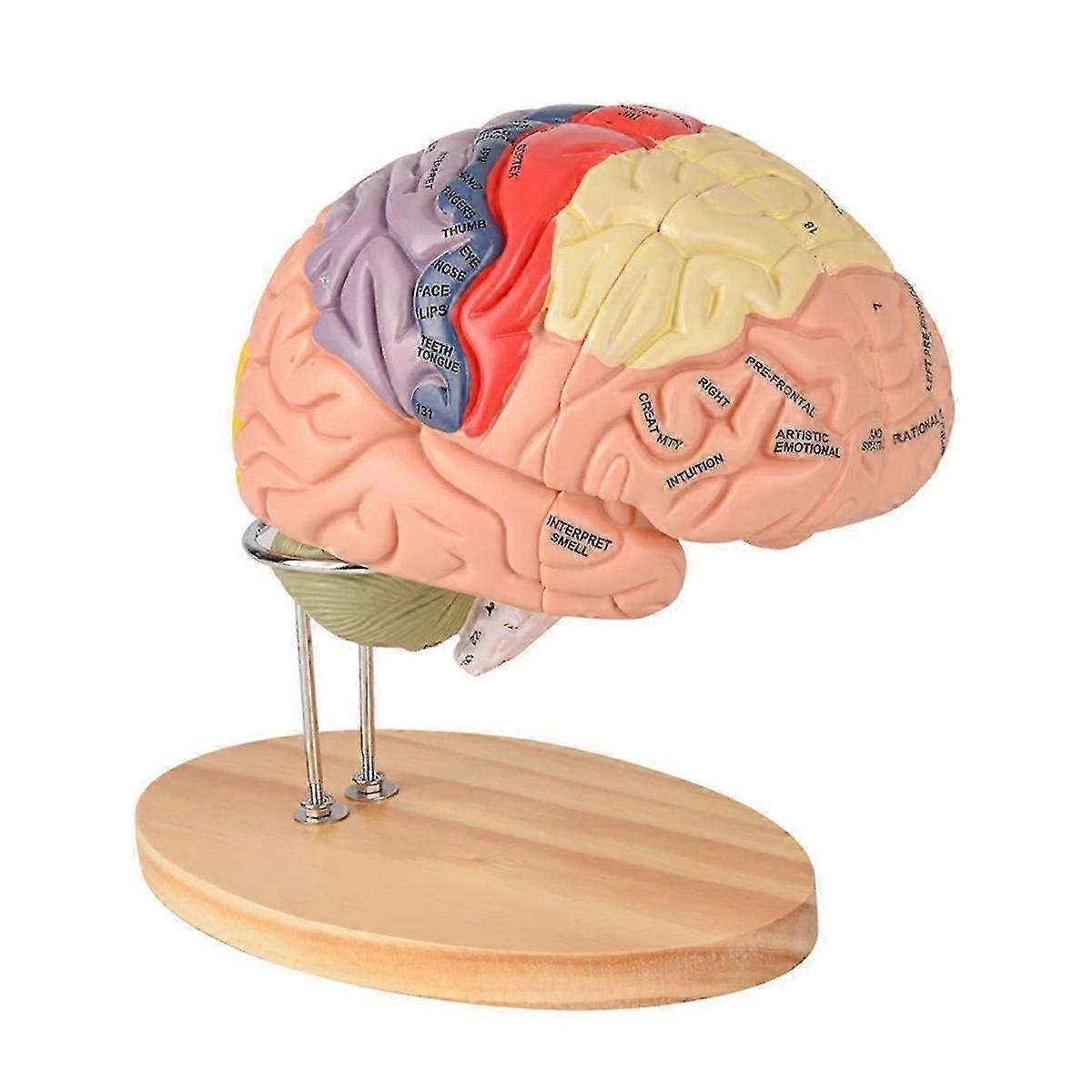 Human Brain Model for Neuroscience, Brain Anatomy Model, Brain Model with Study Guide, Brain Functional Partitioning-Good