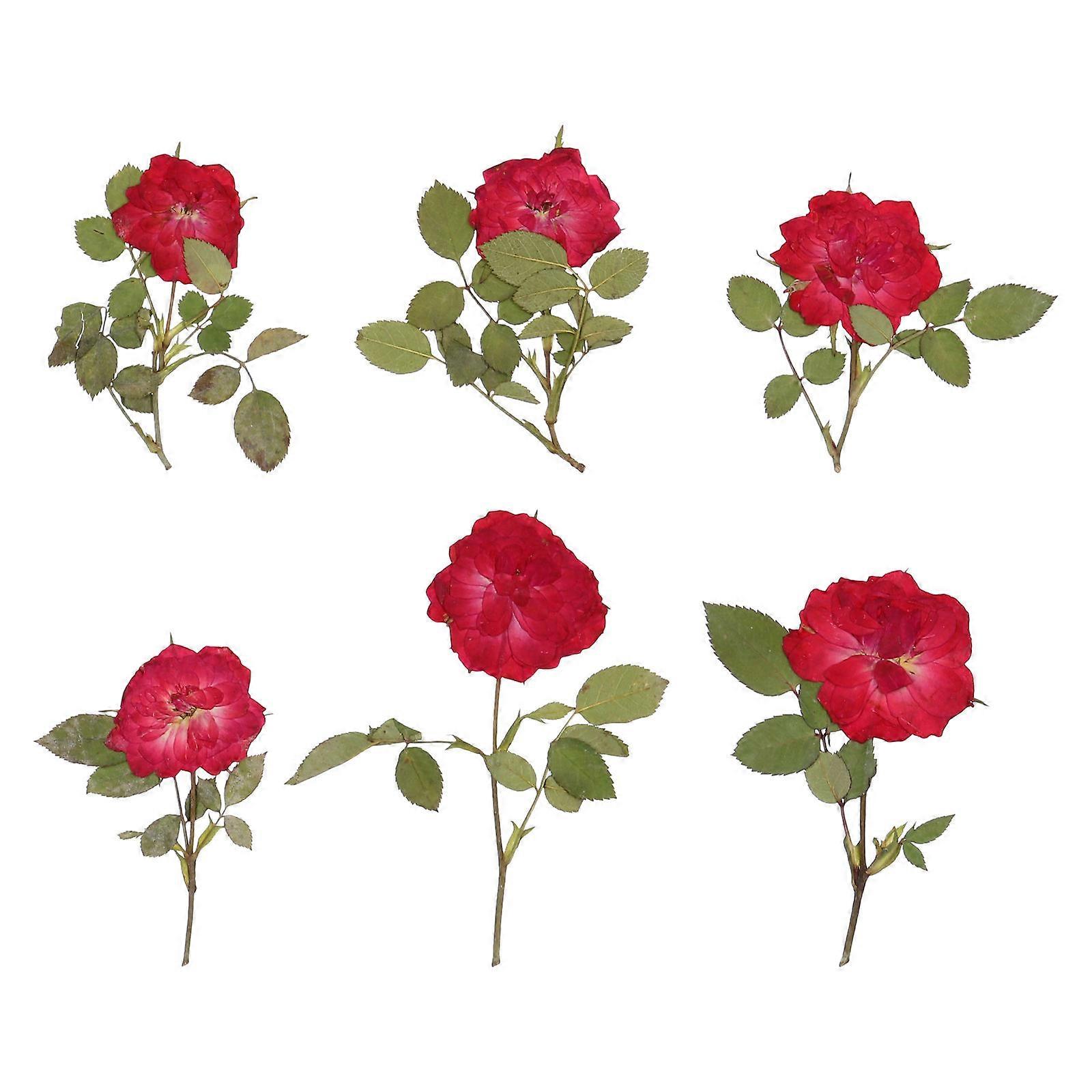 Spring Pressed Flowers For Crafts Handmade Flower Material Diy Accessory Multi Color 13X9.5CM 1Set