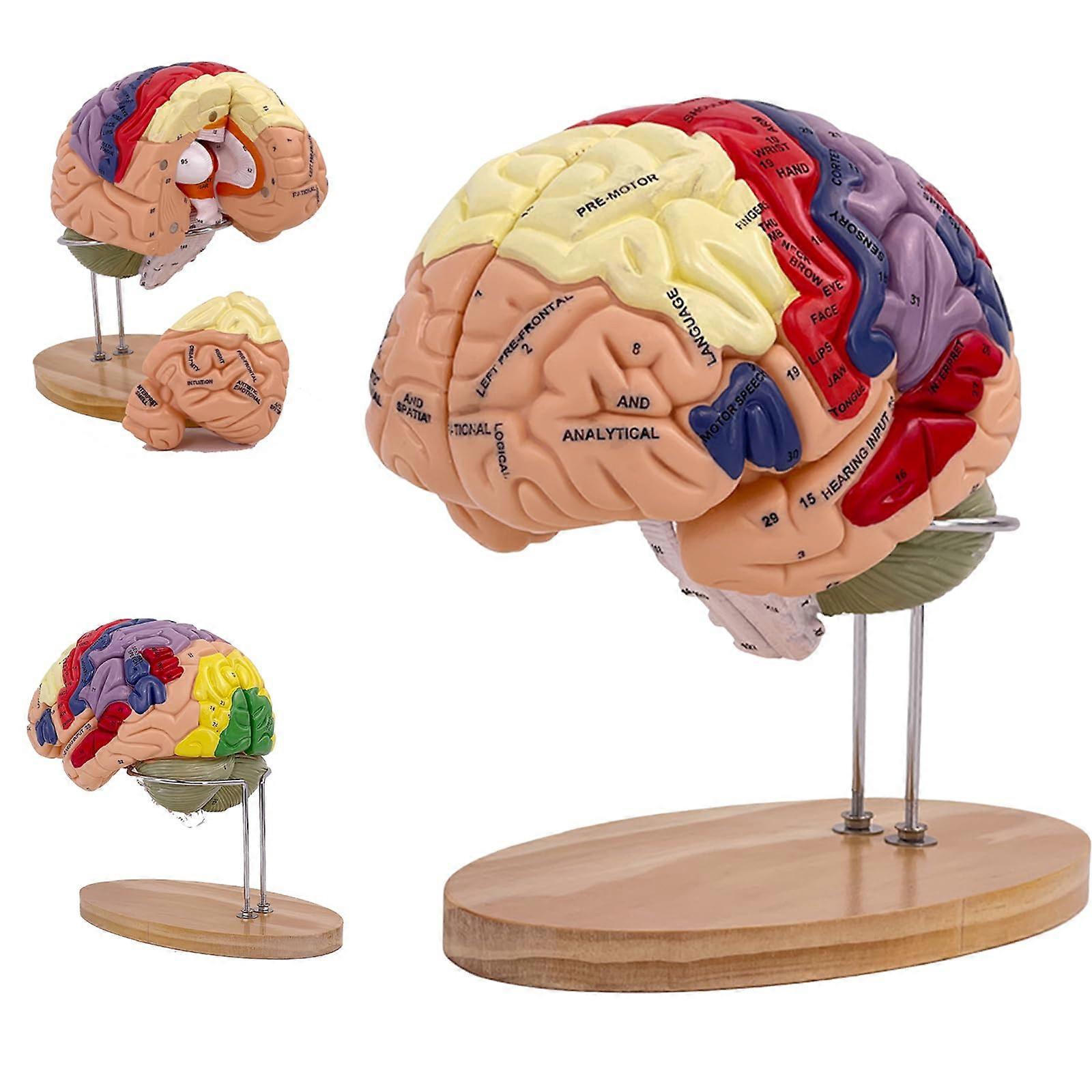 Human Brain Model, 2x LifeSize Dismountable, 4Piece for Medical Teaching