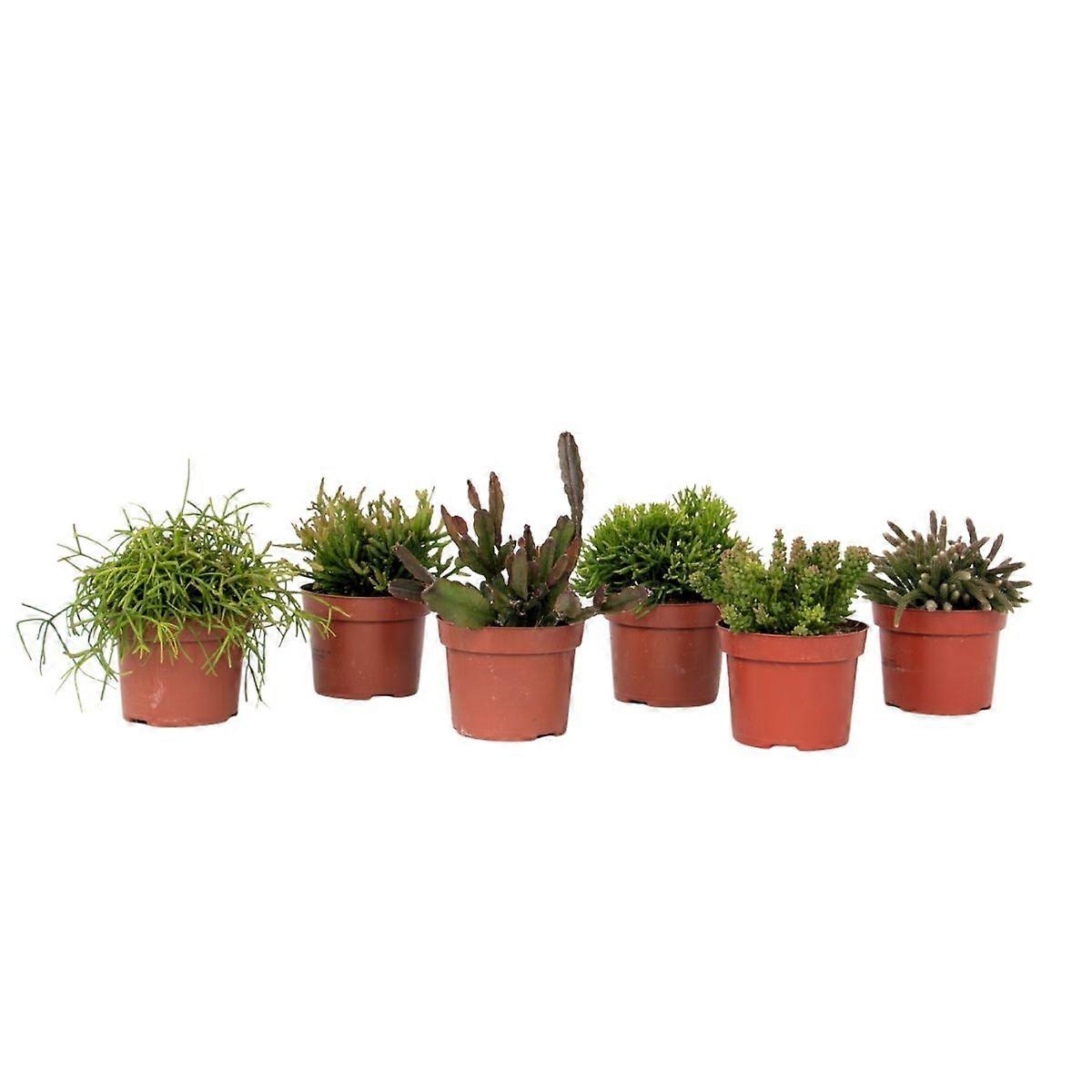 Mistletoe cactus - Set of 6 - Rhipsalis - Height 15-20cm - ø12cm