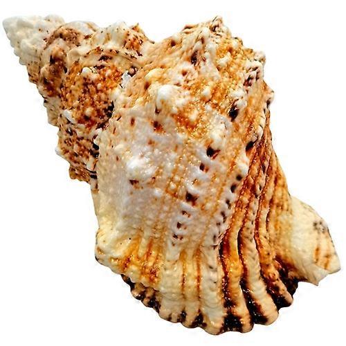 Tutufa Rubeta Blowable Conch Shell For Aquarium Home Decor