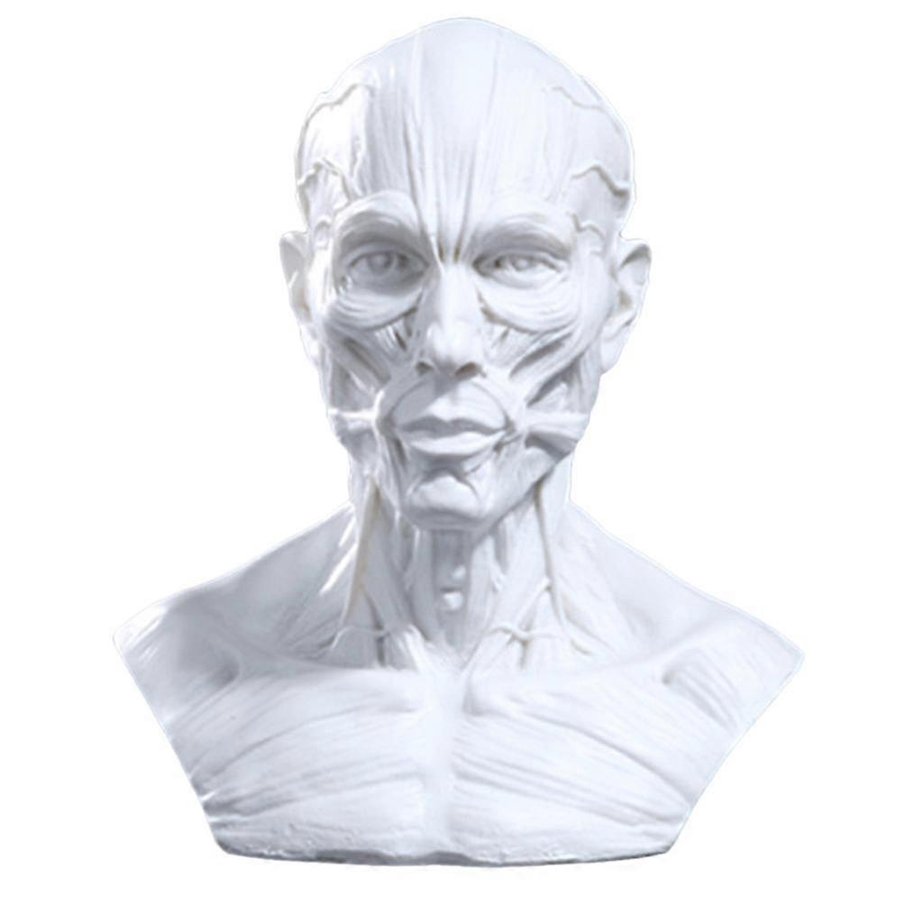 4" Human Model Anatomy Skull Head Muscle Bone  Drawing White#2