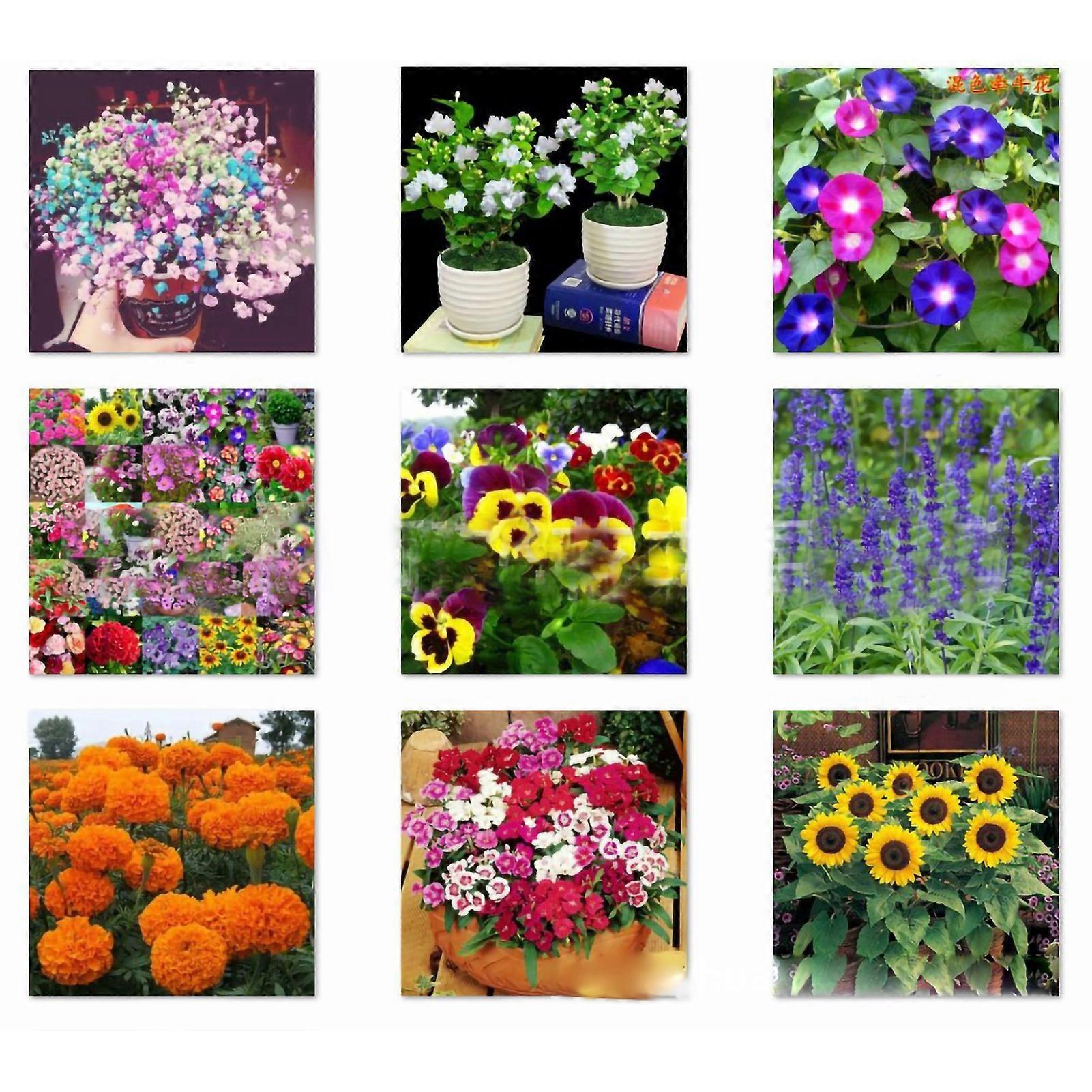 50τμχ Σπόροι Γαρδένιας Αρωματικοί Σπόροι Λουλουδιών Ακρωτηρίου Γιασεμιού Φυτό σε Γλάστρες για Μπαλκόνι Κήπος