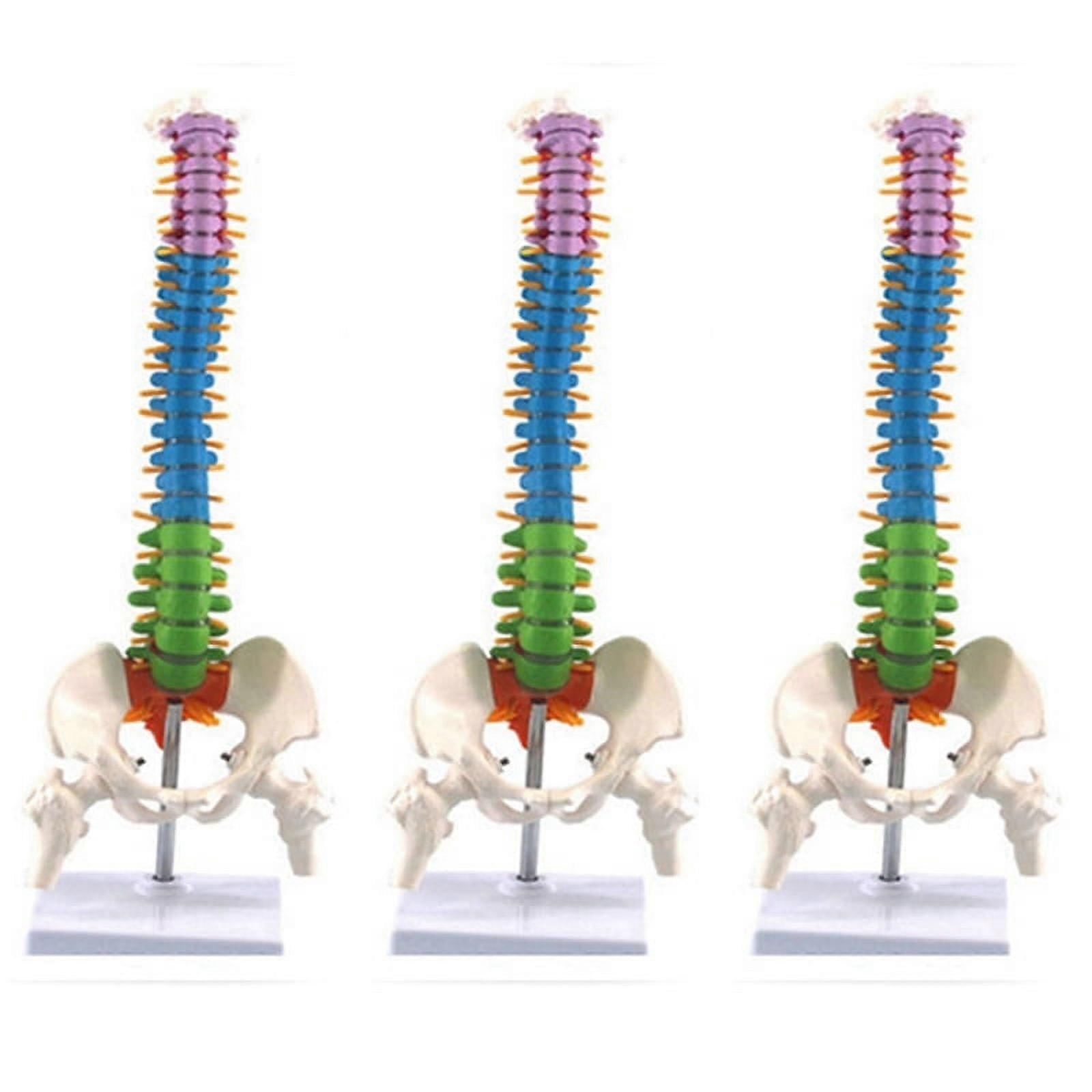 3pcs 45cm with Pelvic Human Anatomical Anatomy Spine Spinal Column Model Teaching Resources for Students