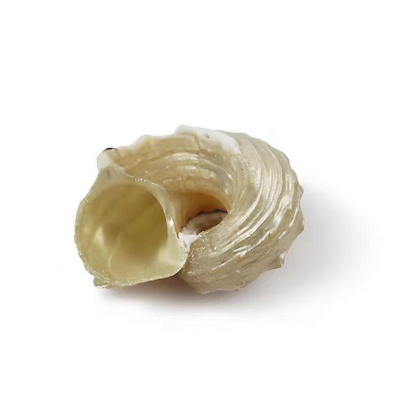 Pearled Delphinula Hermit Crab Shells For Fish Tank And Home Display