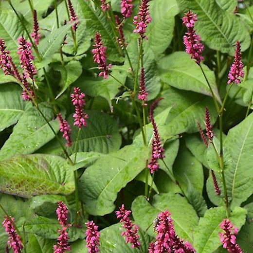 Persicaria Speciosa. Firetail.