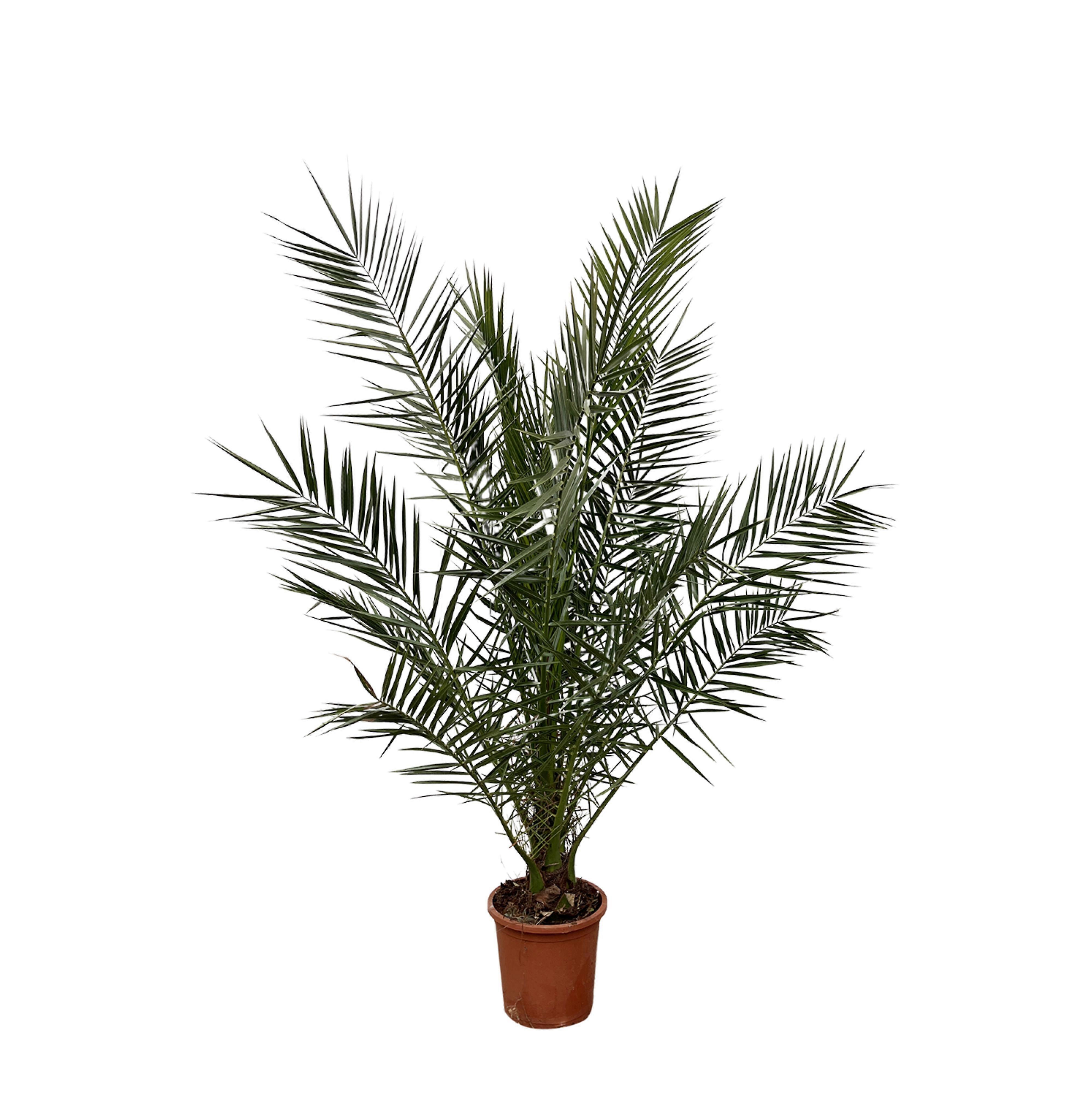 Phoenix Canariensis - 170-180cm - Ø25cm