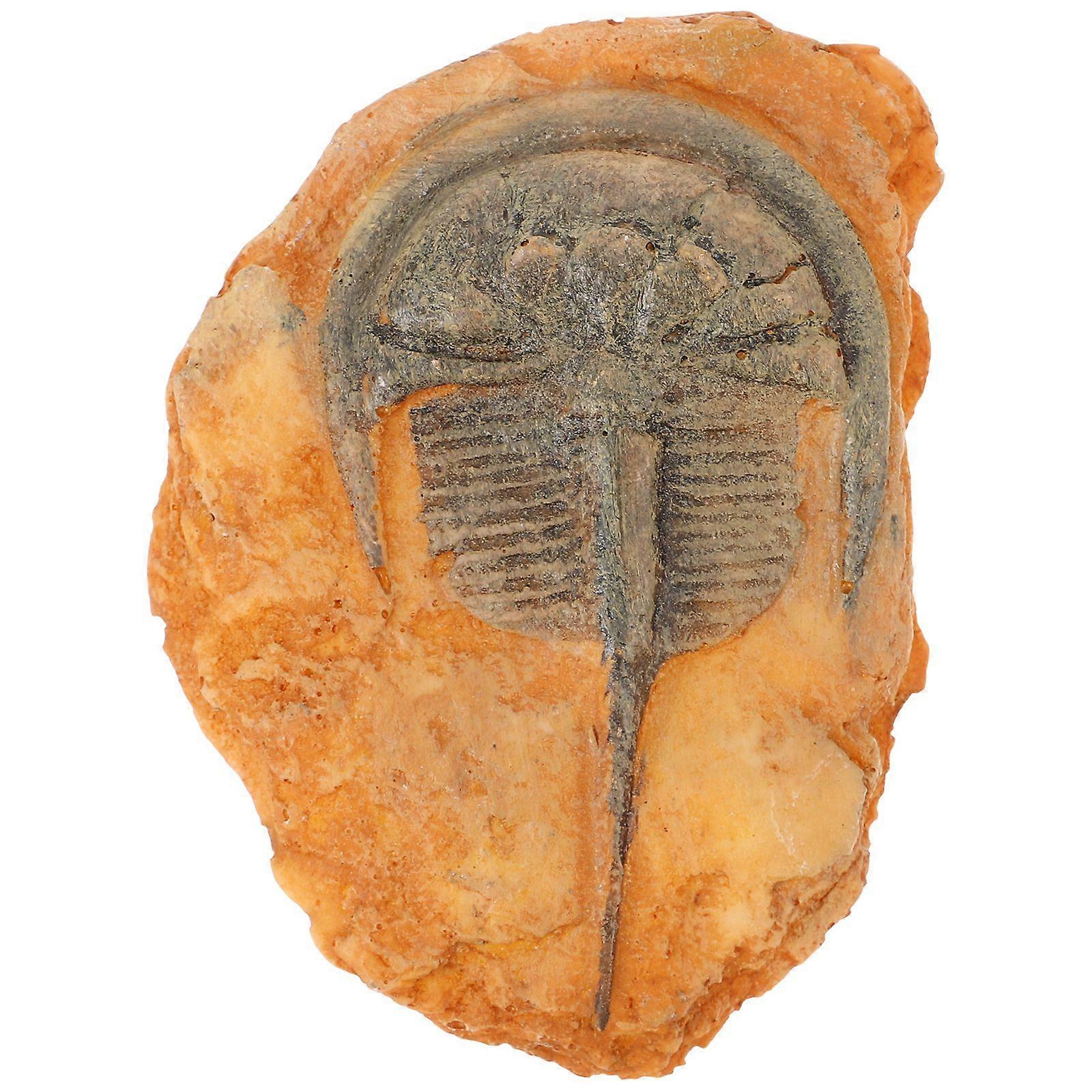 Insect Specimen Decoration Paleontological Insect Ornament Collection Insect Fossil for Teaching