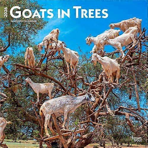 Goats In Trees 2026 Square Flap Calendar Calendar Book