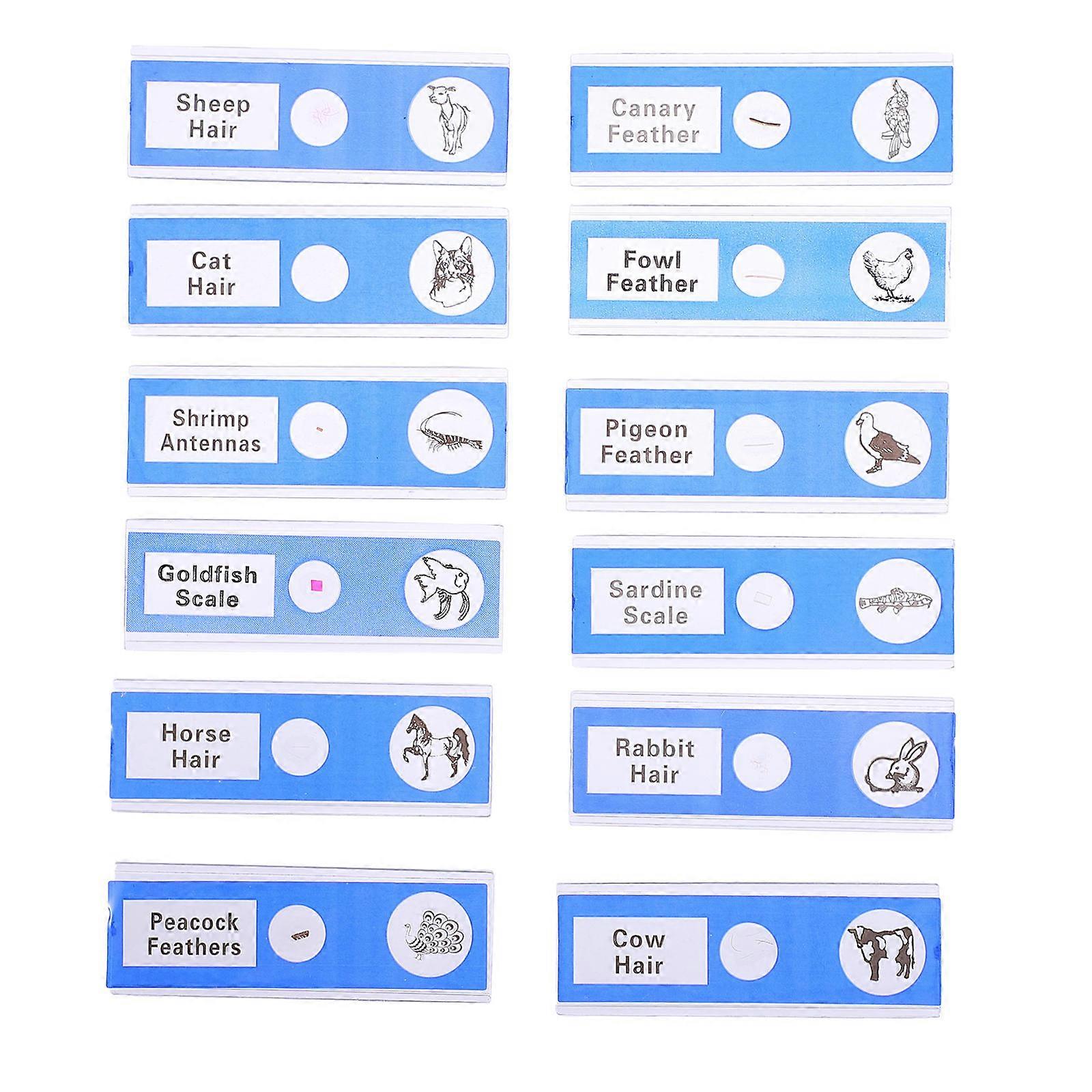 Microscope Slides Animal Specimens Prepared for Laboratory 12Pcs Set
