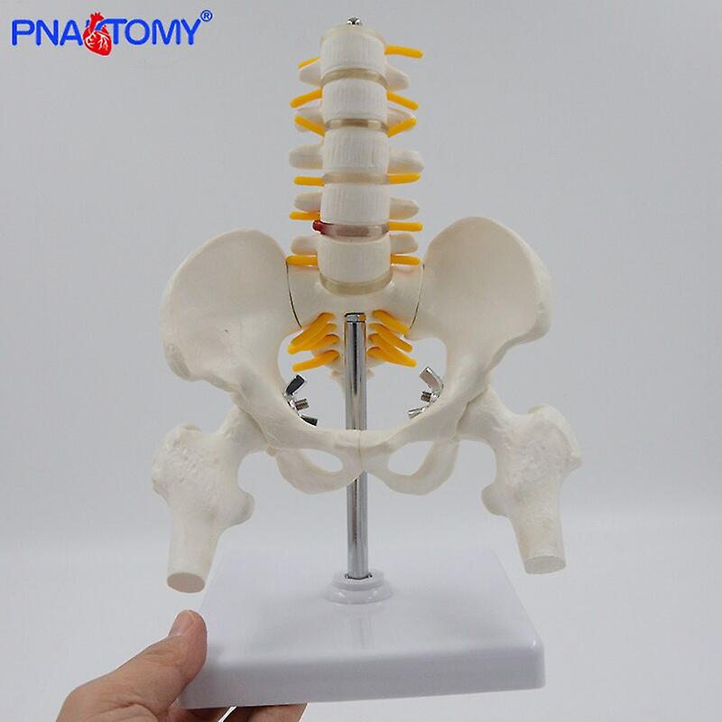 1/2 Life Size Human Pelvic With Five Lumbar Vertebrae And Femur Model Orthopedics Spinal Column Spine Model Skeleton Anatomy