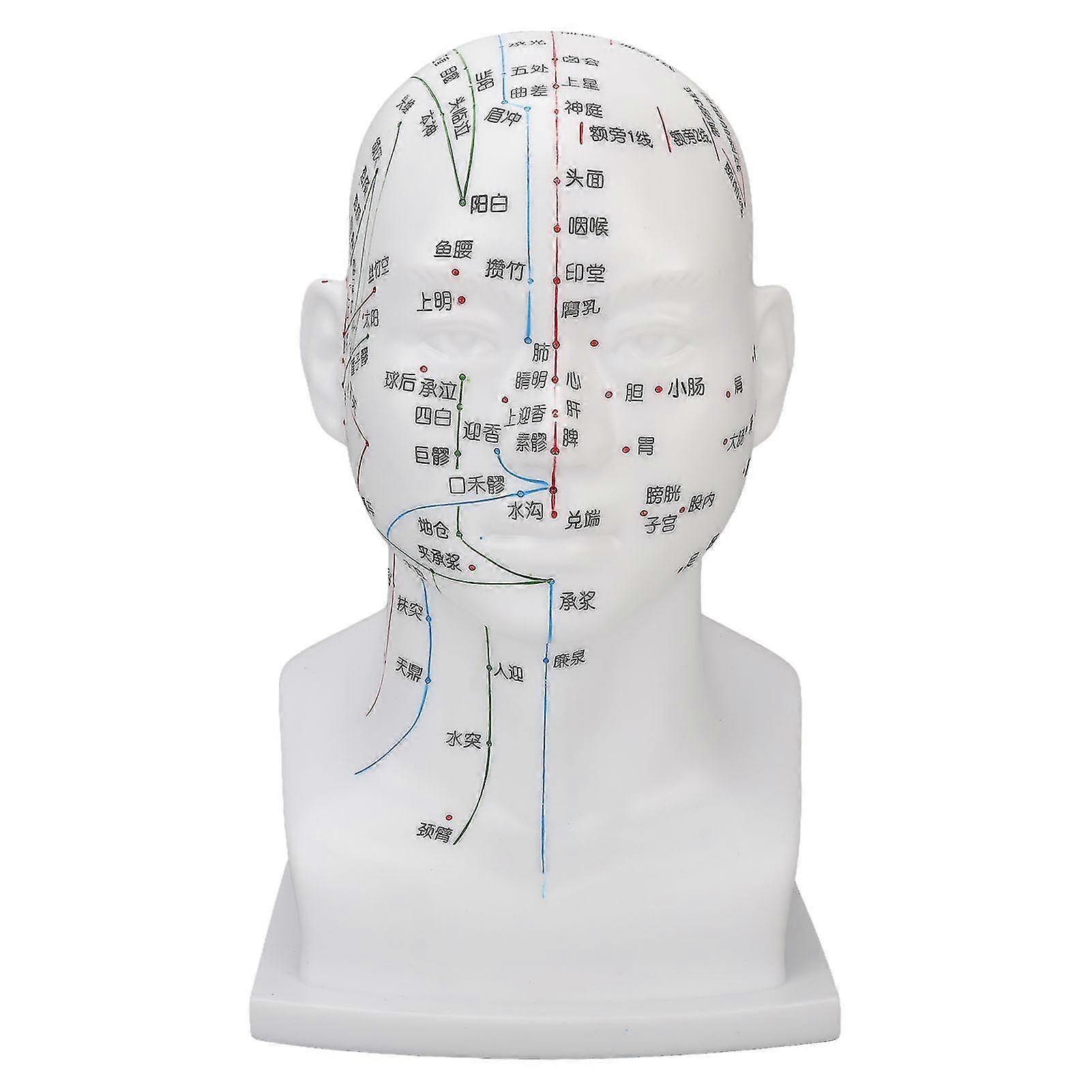 11.8 Inch PVC White Acupuncture Point Head Model for Face Massage Meridians Teaching Props