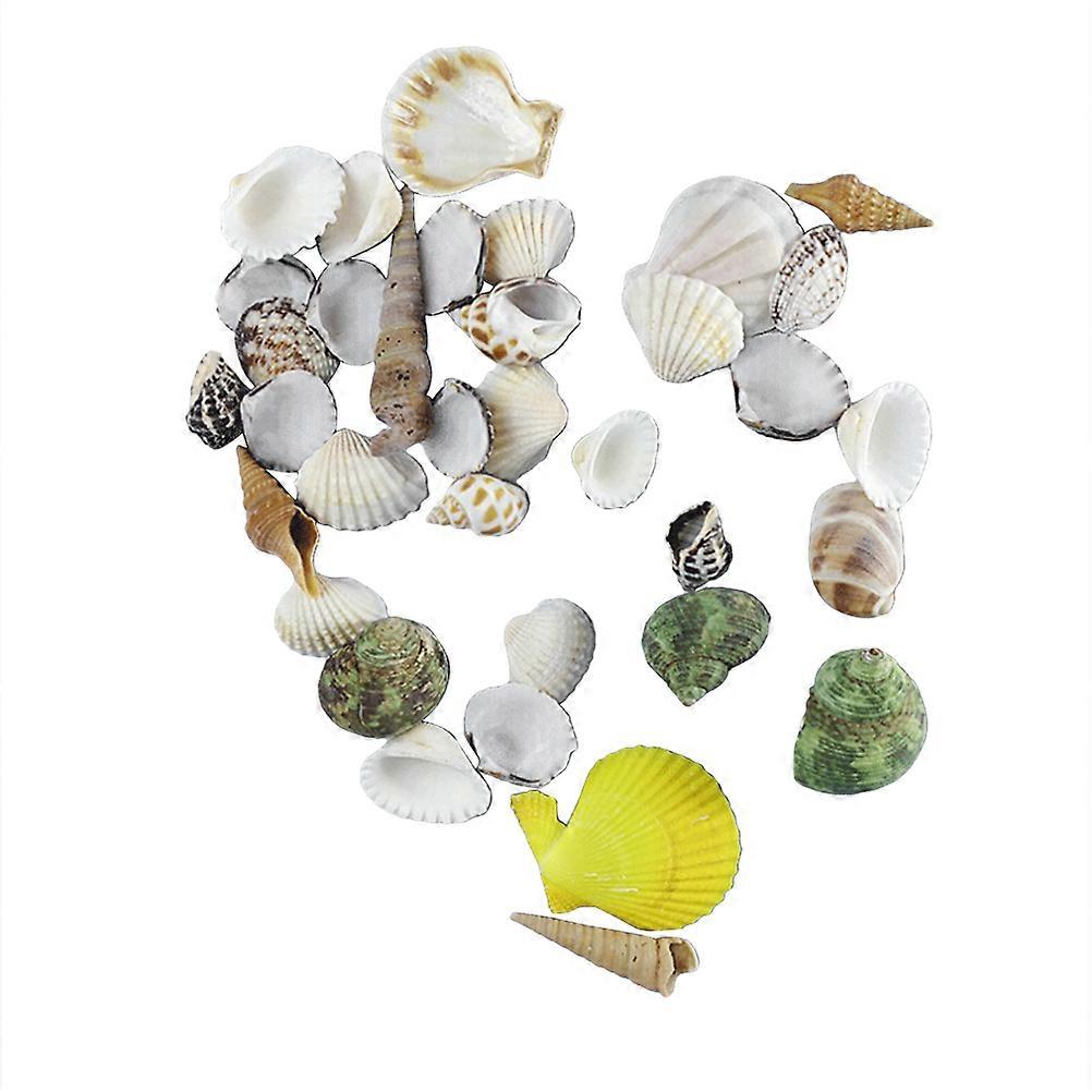 Beach Sea Shells Mixed for Wall Decor Crafts Beach Theme Style 500g
