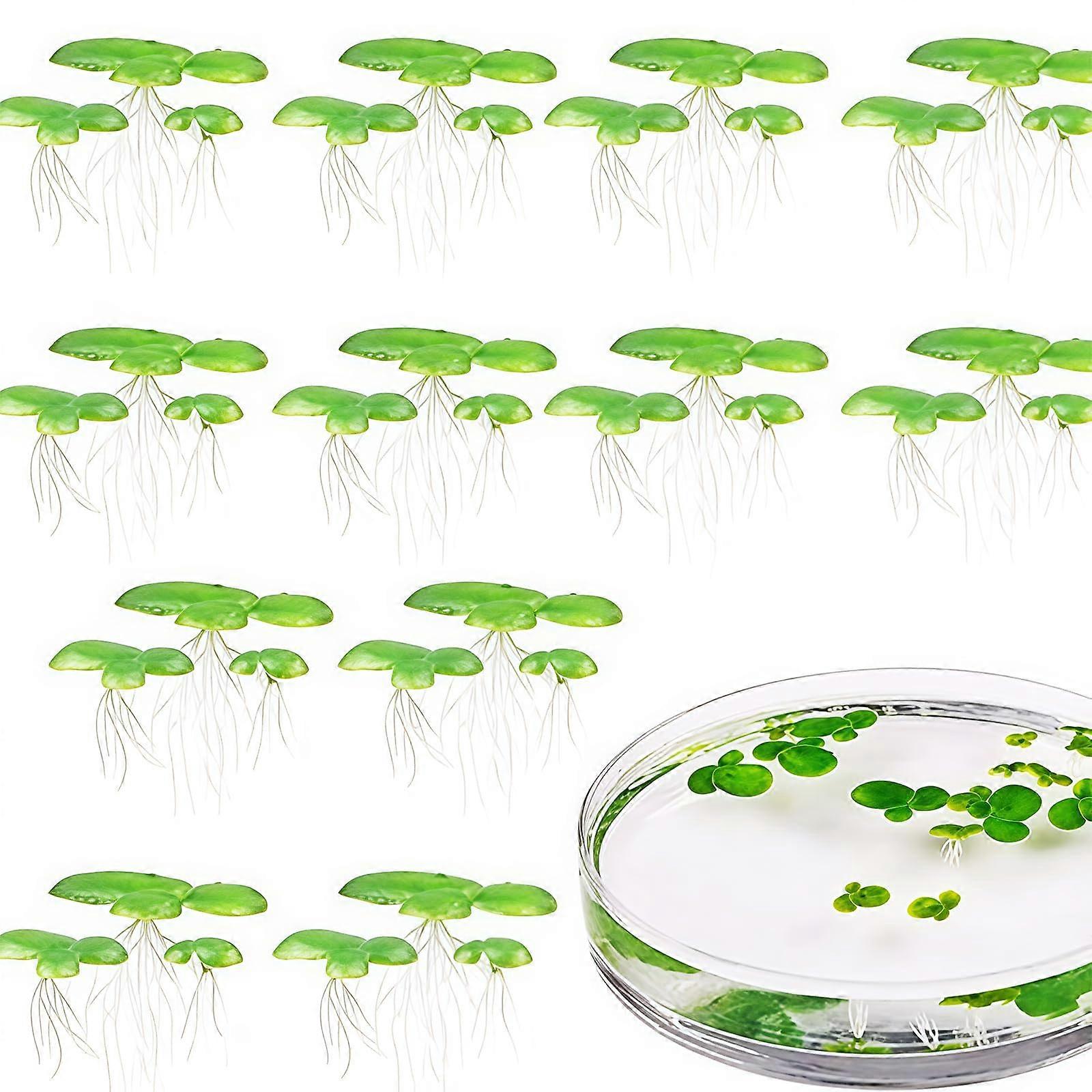 Floating Duckweed 2Pack Realistic Aquarium Decor With Roots LowMaintenance Sunlight Barrier And Algae Control