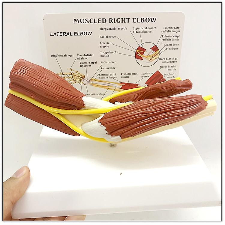 1:1 אנטומיה אנושית בגודל טבעי שרירי זרוע ימין מרפק רצועה וסקולרית שלד מודל הוראה ציוד וציוד רפואי