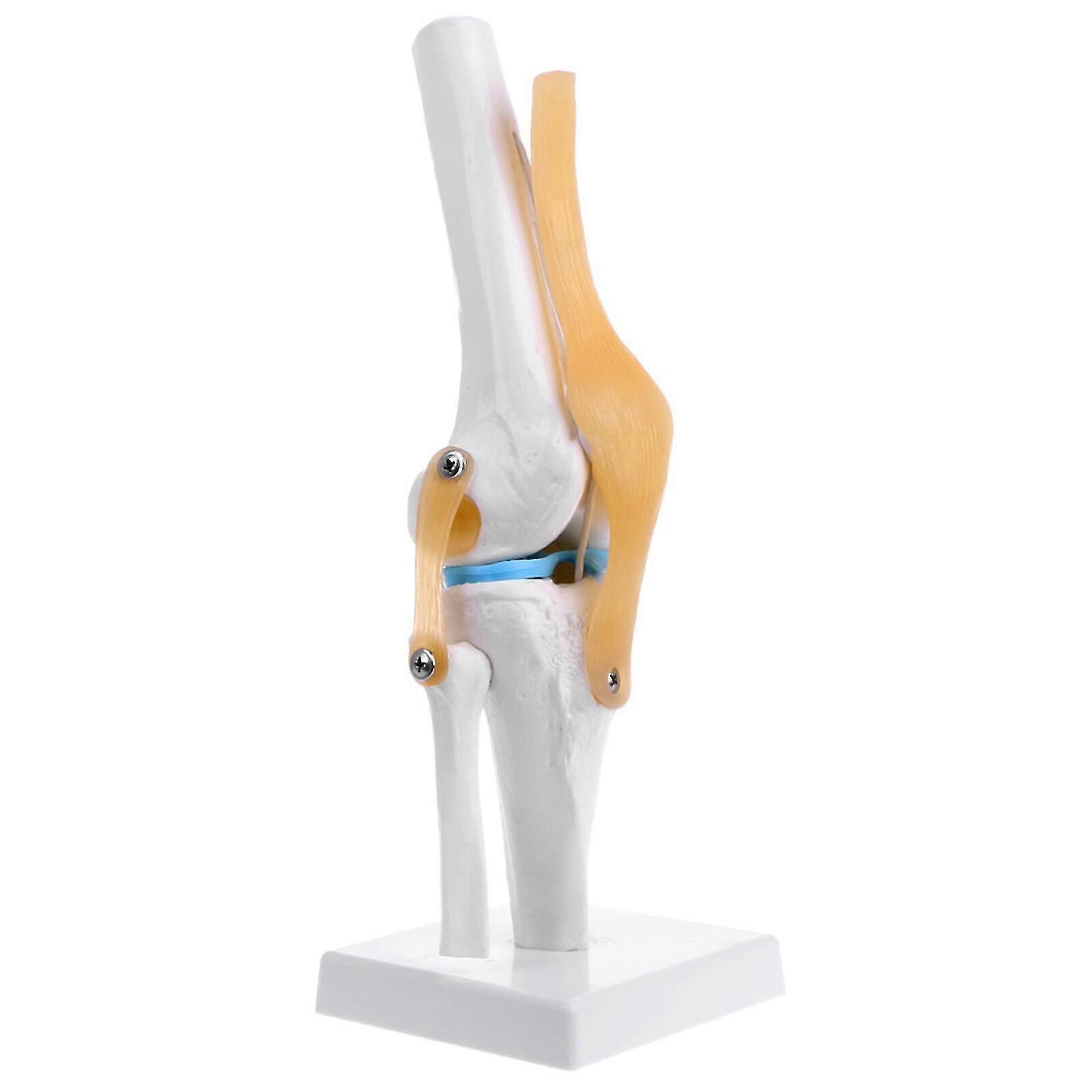 Genunchi comun anatomice Model schelet reacții cu ligamente detașabile PVC echipamente de predare