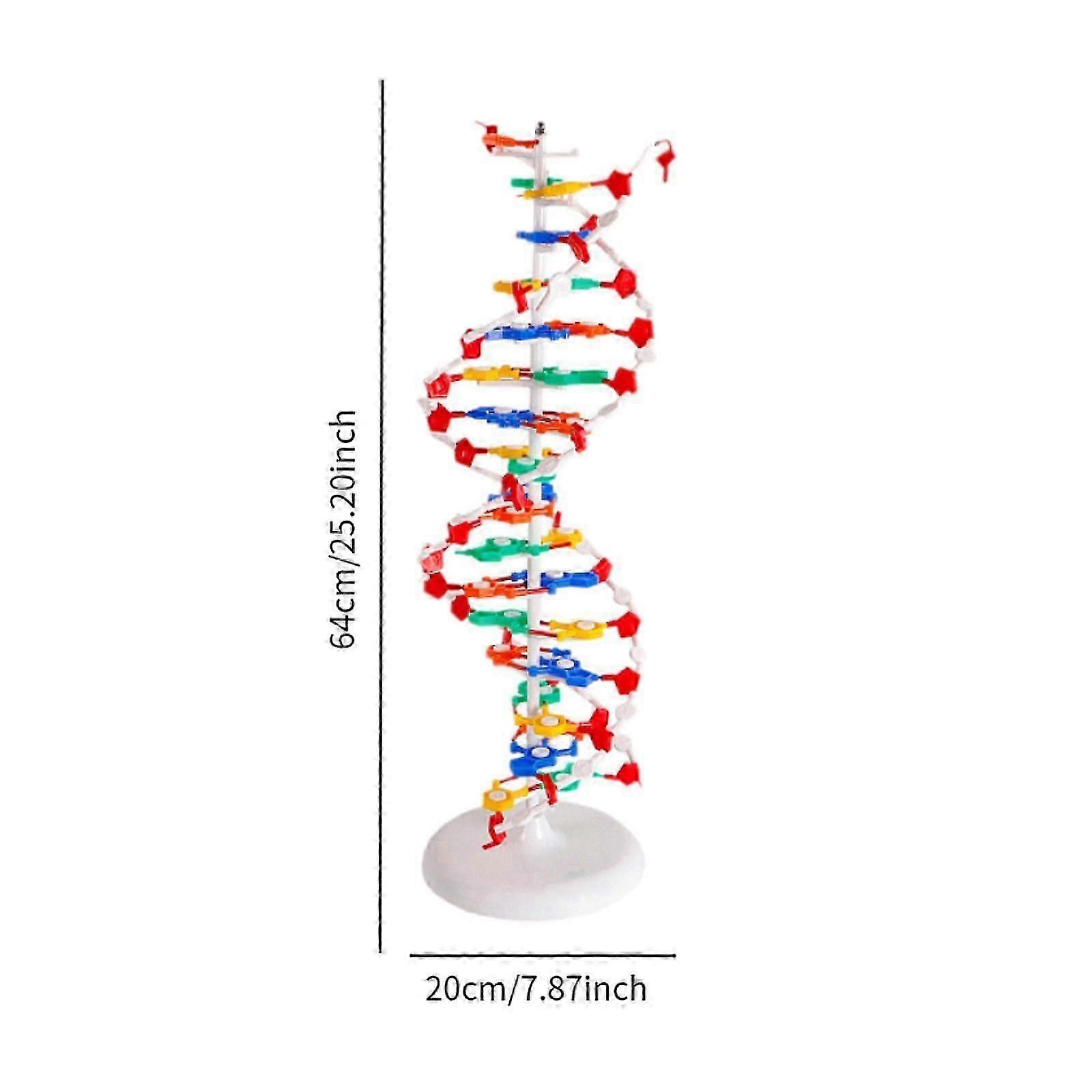 Podwójny model HELIX Profesjonalne modele struktur Nauczanie biologiczne