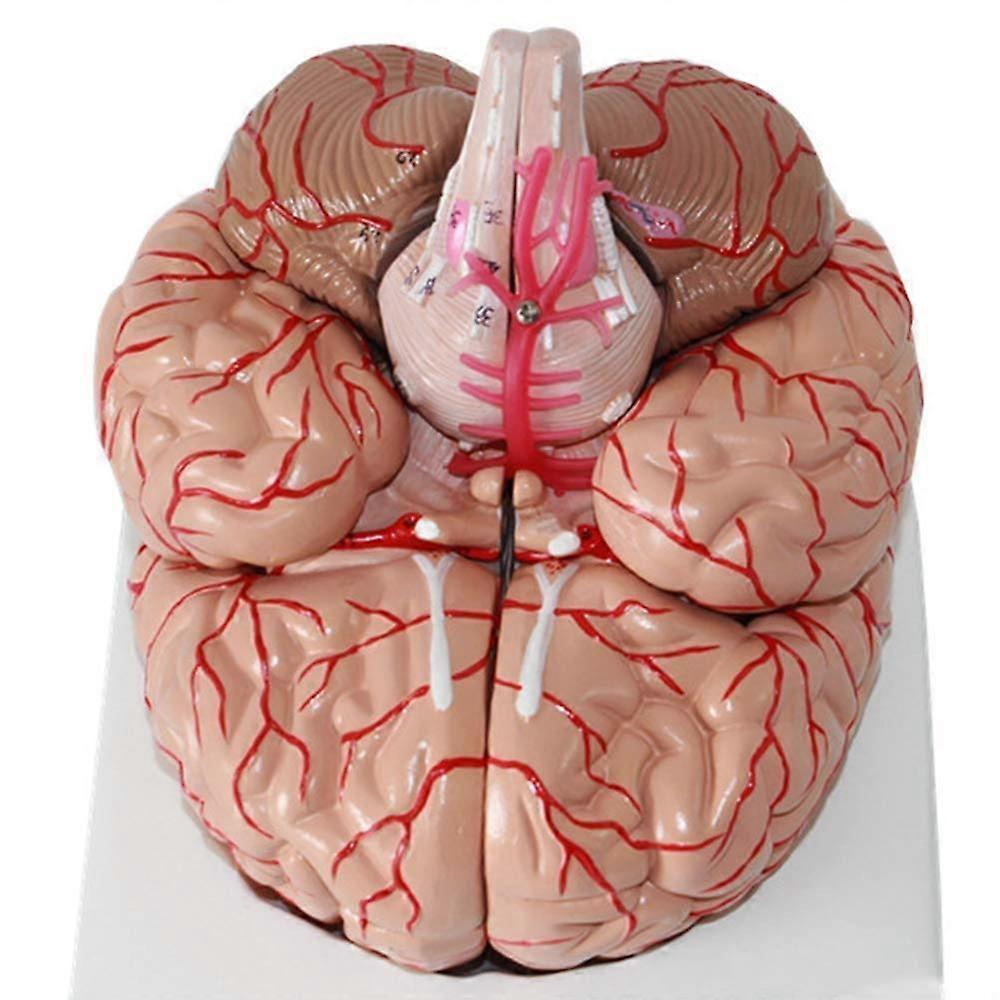 Medical Models Brain Anatomy Model, Detachable Head, LifeSize Human Brain For Medical Teaching And Training Aid