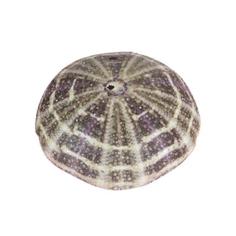 Sea Urchin Shell - High Durability Exquisite Shape Eye-catching Seashell Conch Ornament DIY Home Decor