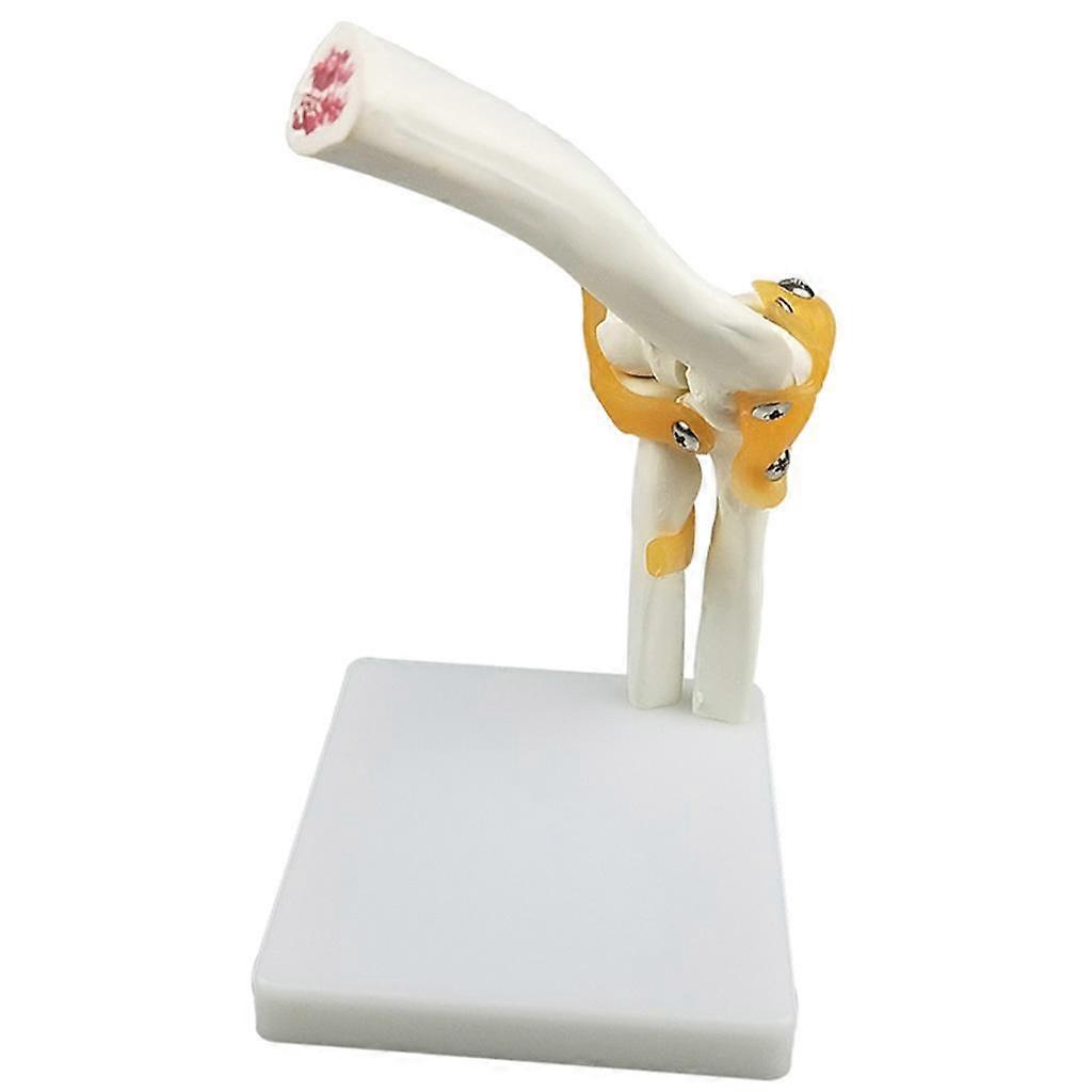 1:1 Human Elbow Joint Model| With Ligaments and Display Base | Children Teaching and Learning Tools, Education Supplies