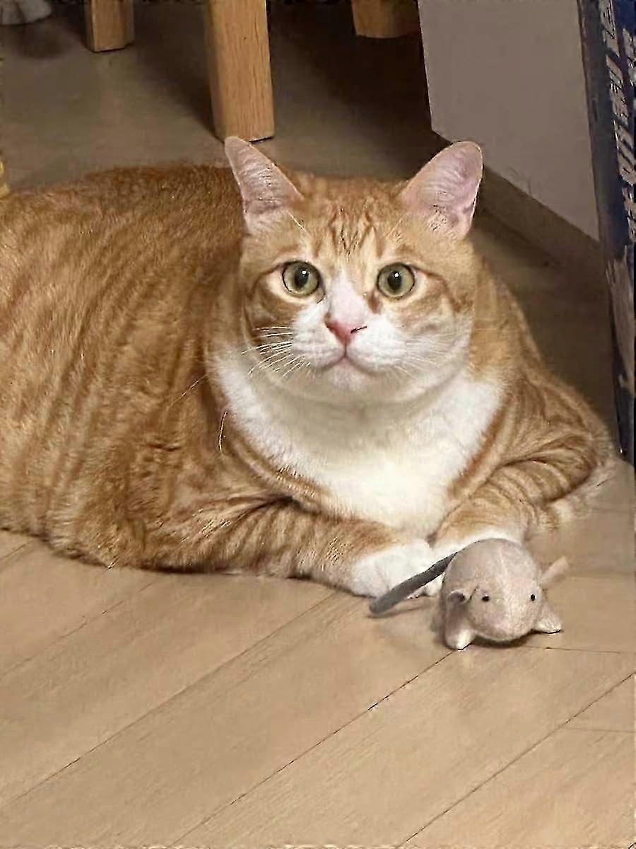 Hamster Teaser That Escapes, Cats Catching Mouse Game, Interactive Cat Toy, Quirky Pet Interactive Tools, Hurry Up and Give It to Your House Pet