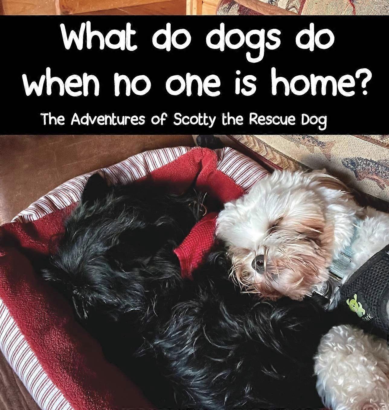 What do dogs do when no one is home